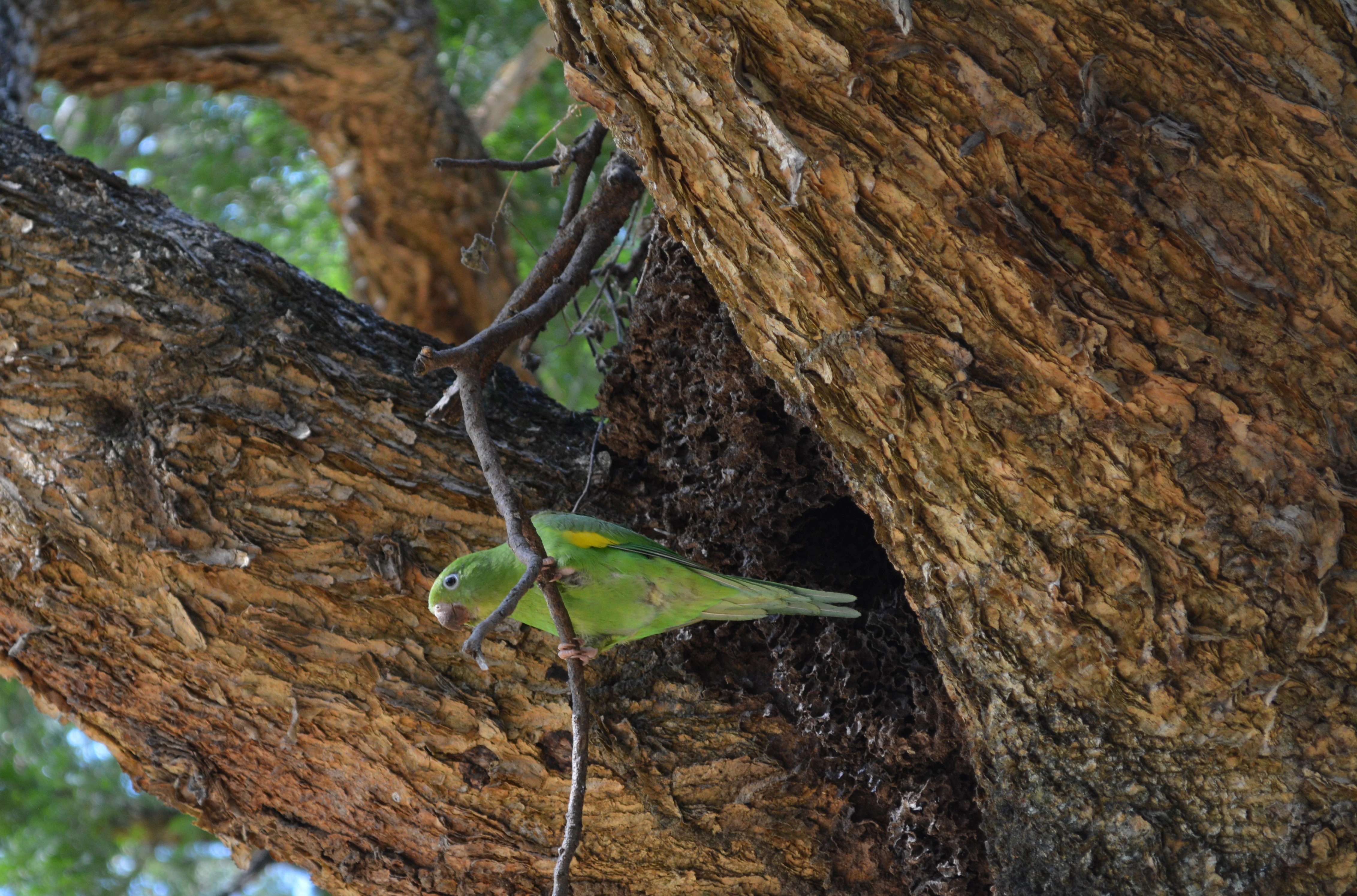 A small green parrot perched on a thin branch in front of a textured tree trunk with a hollow cavity.