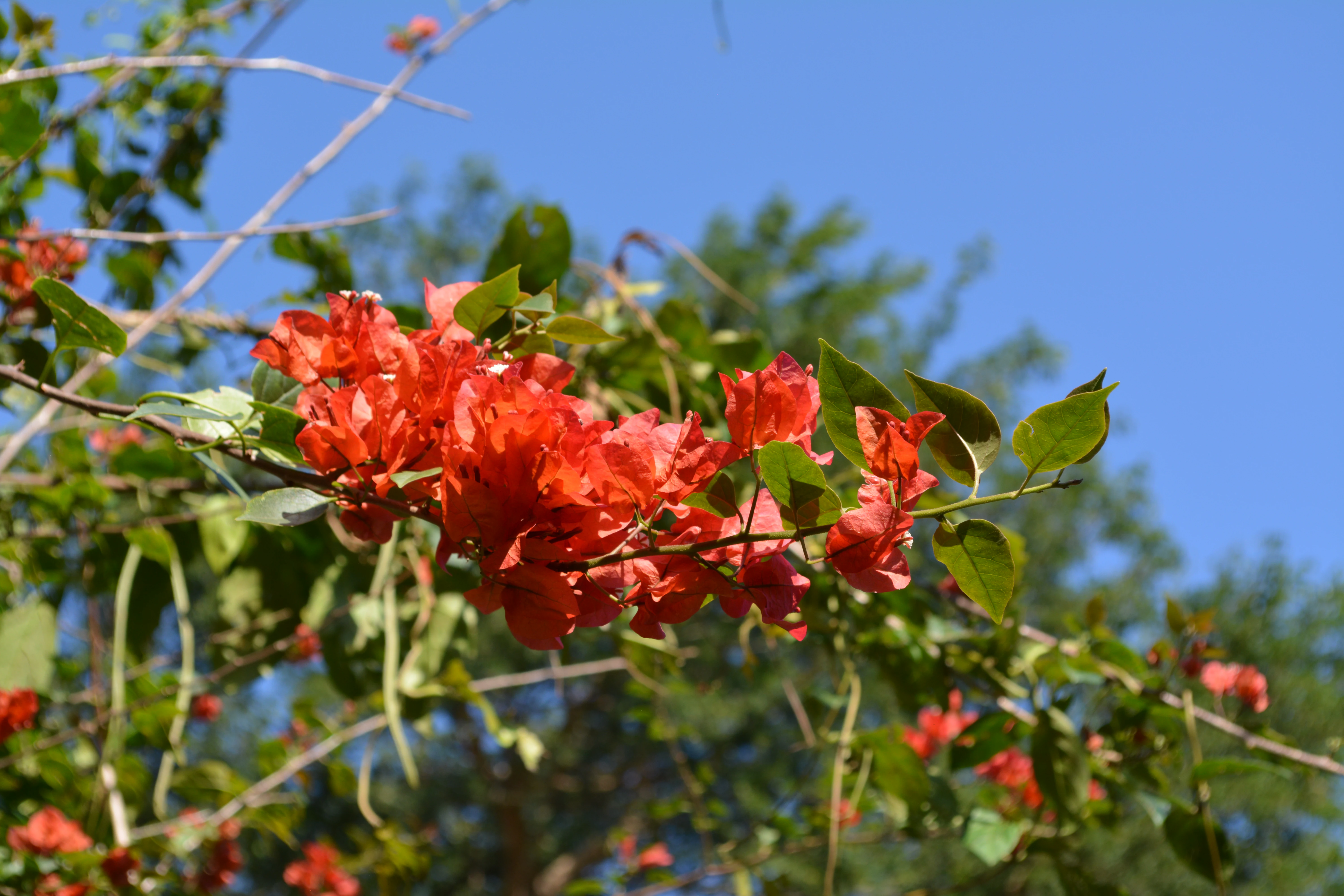 A close-up view of bright orange-red bougainvillea flowers blooming on a branch against a clear blue sky.