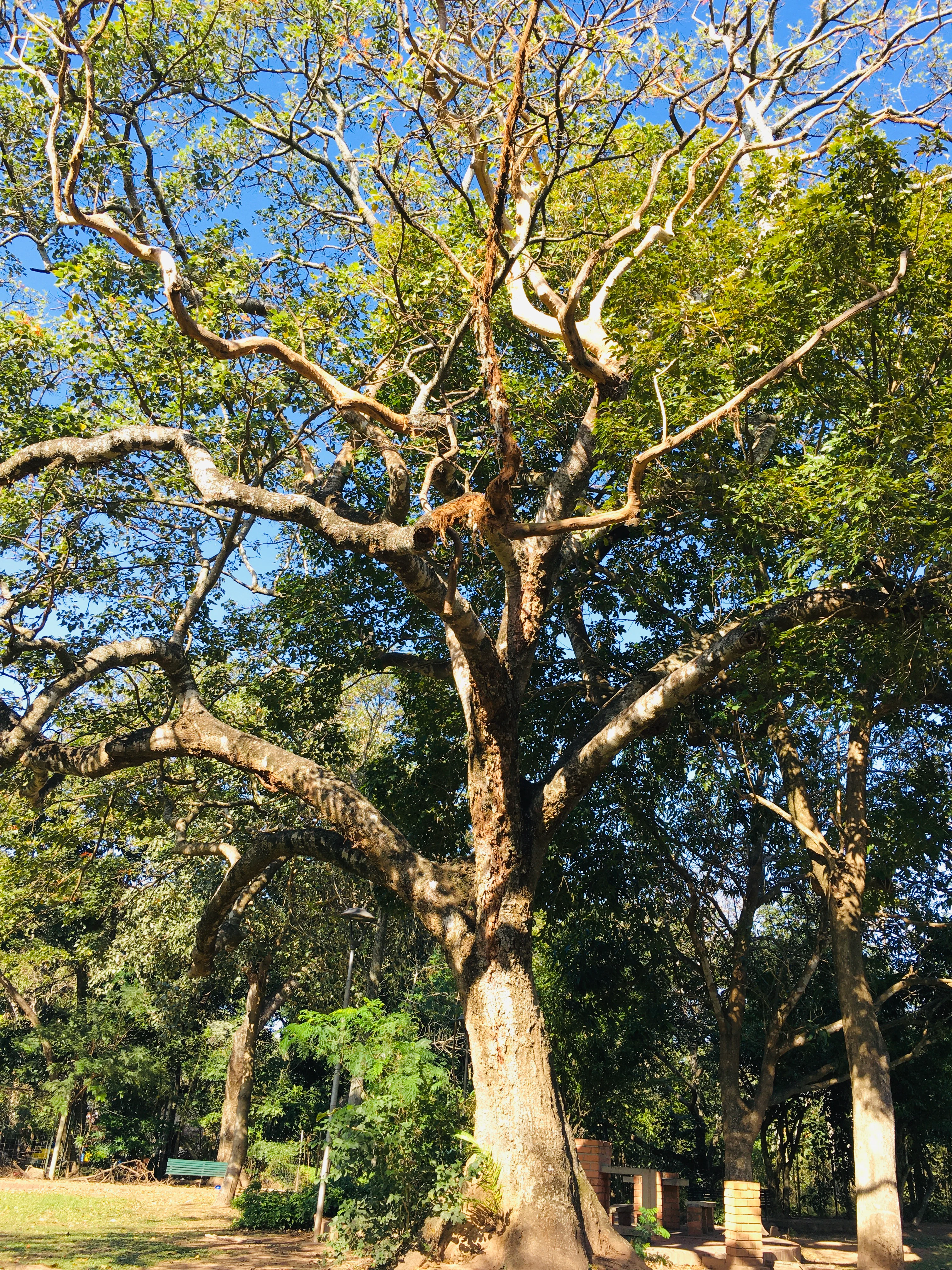 A large tree with a thick, textured trunk and spreading branches dominates the center of the image, with green leaves and a clear blue sky in the background.