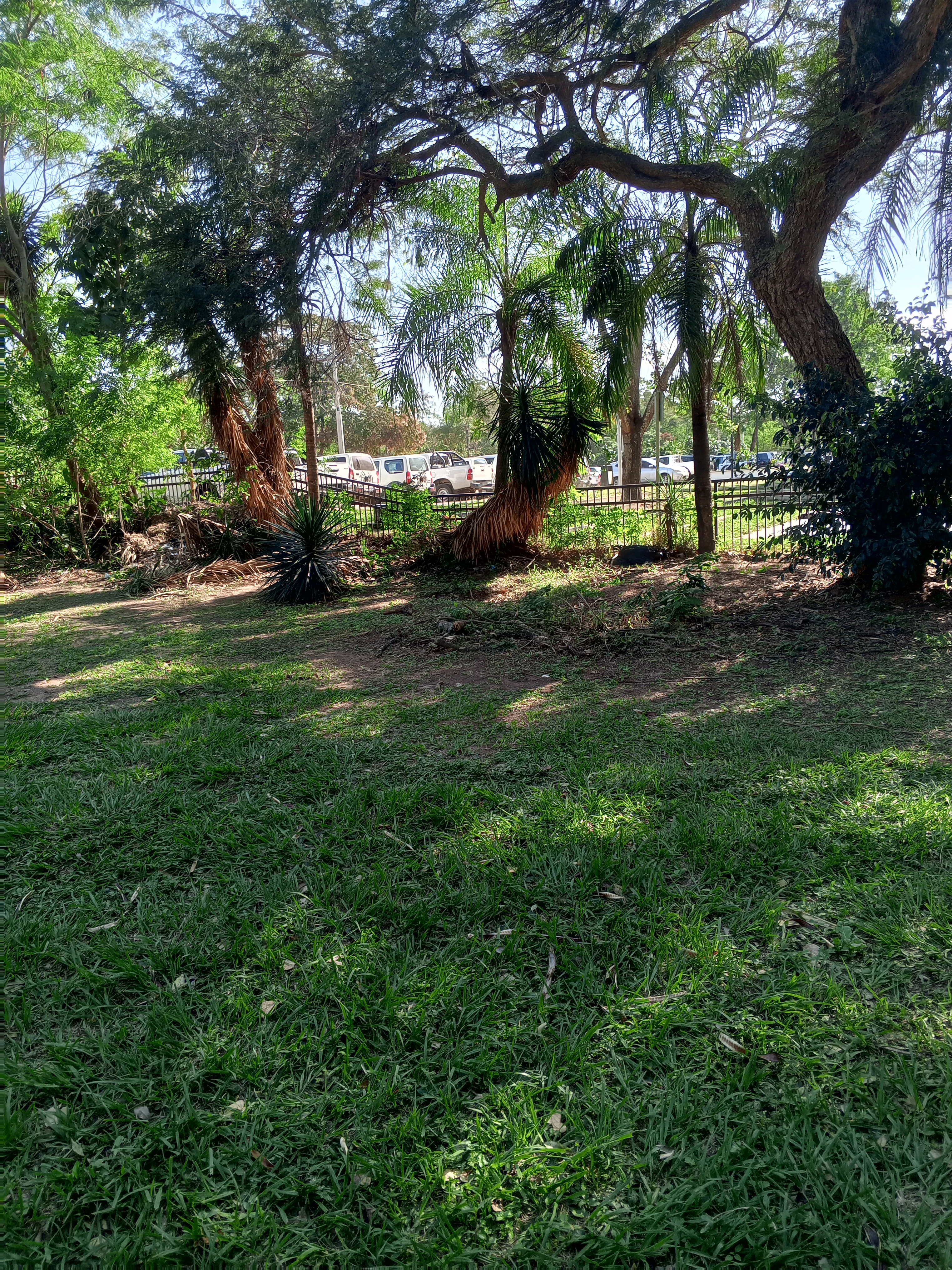 A green grassy area with several palm trees leaning at an angle, situated in front of a metal fence and parked vehicles in the background.