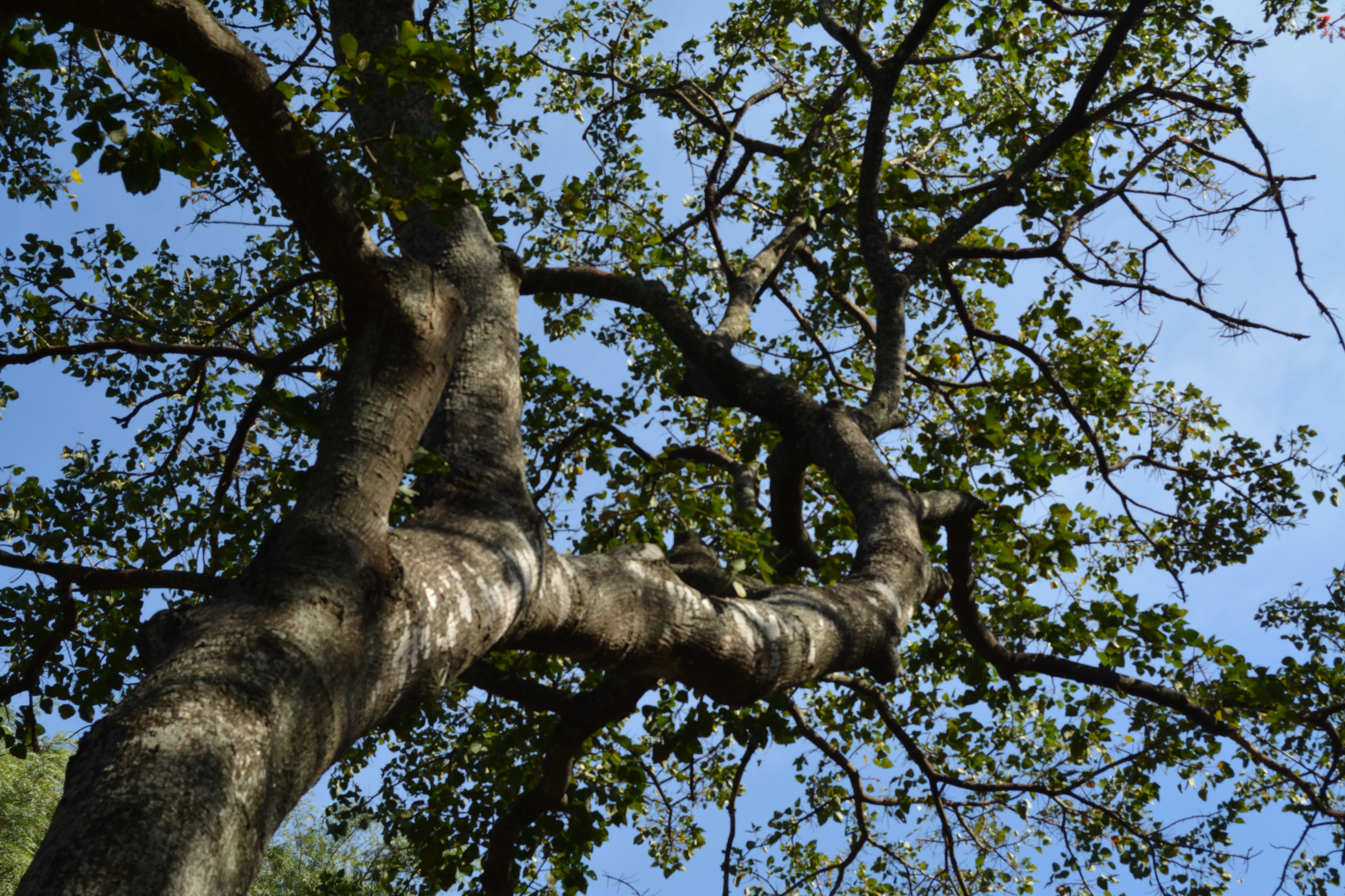 A low-angle view looking upward into the trunk and branches of a Ceibo tree against a clear blue sky.