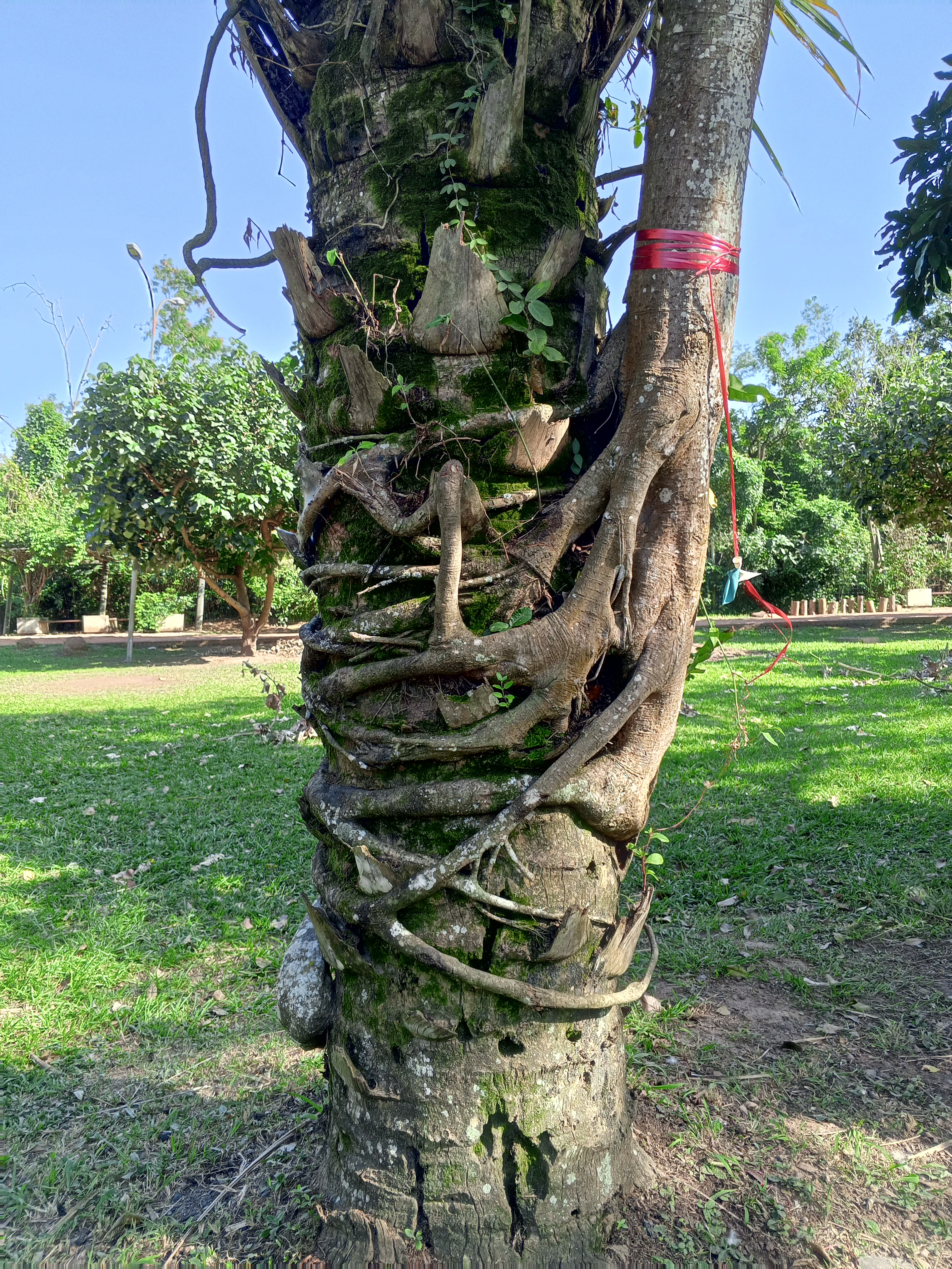 A thick tree trunk with smaller roots winding tightly around it in a spiraling pattern, set against a background of green grass and trees.