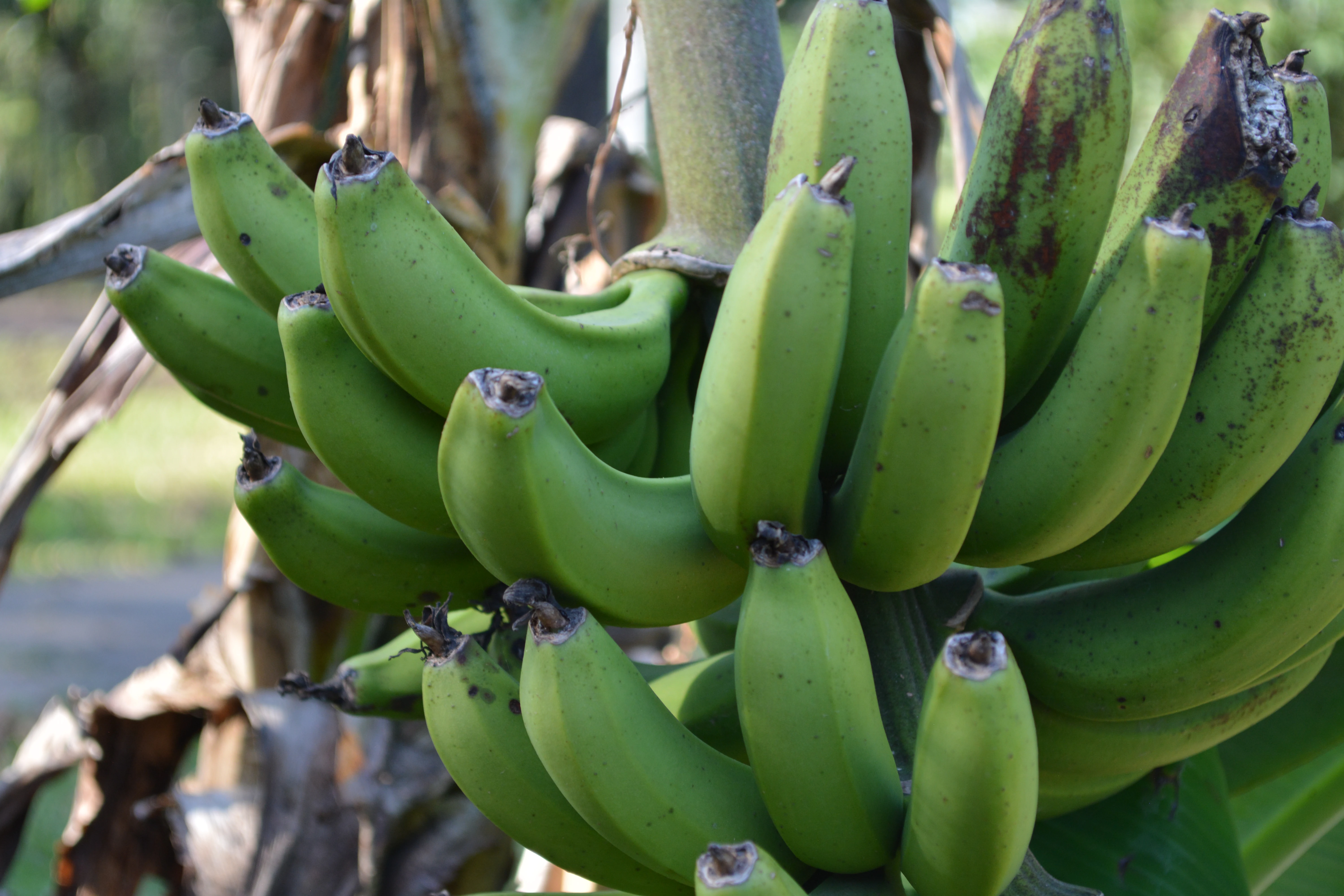 A close-up shot of a bunch of green, unripe bananas growing on a tree, showing the fruit stalks and textures.