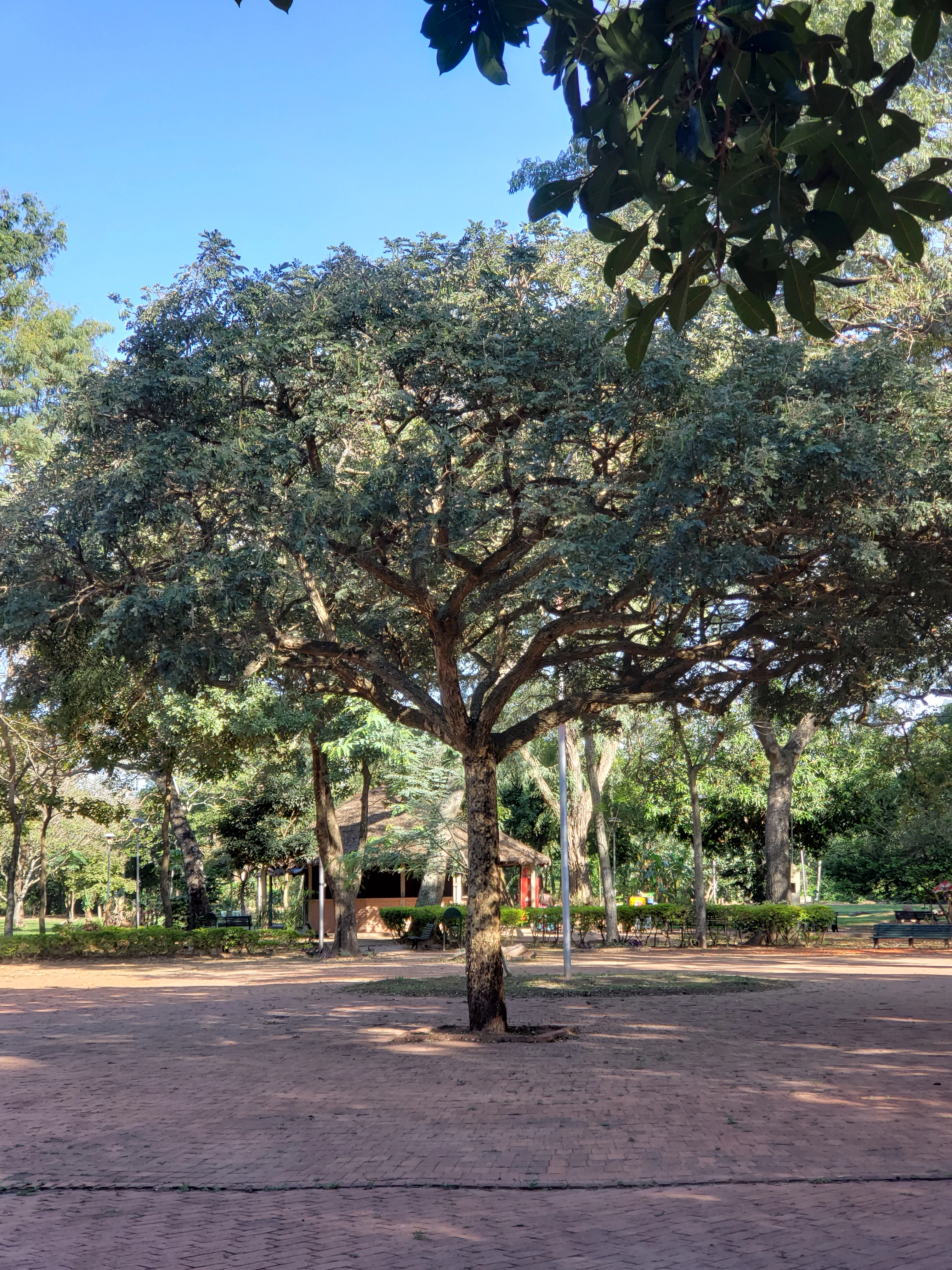 A large, leafy tree stands in the center of a paved, open plaza leading into a forested park area.