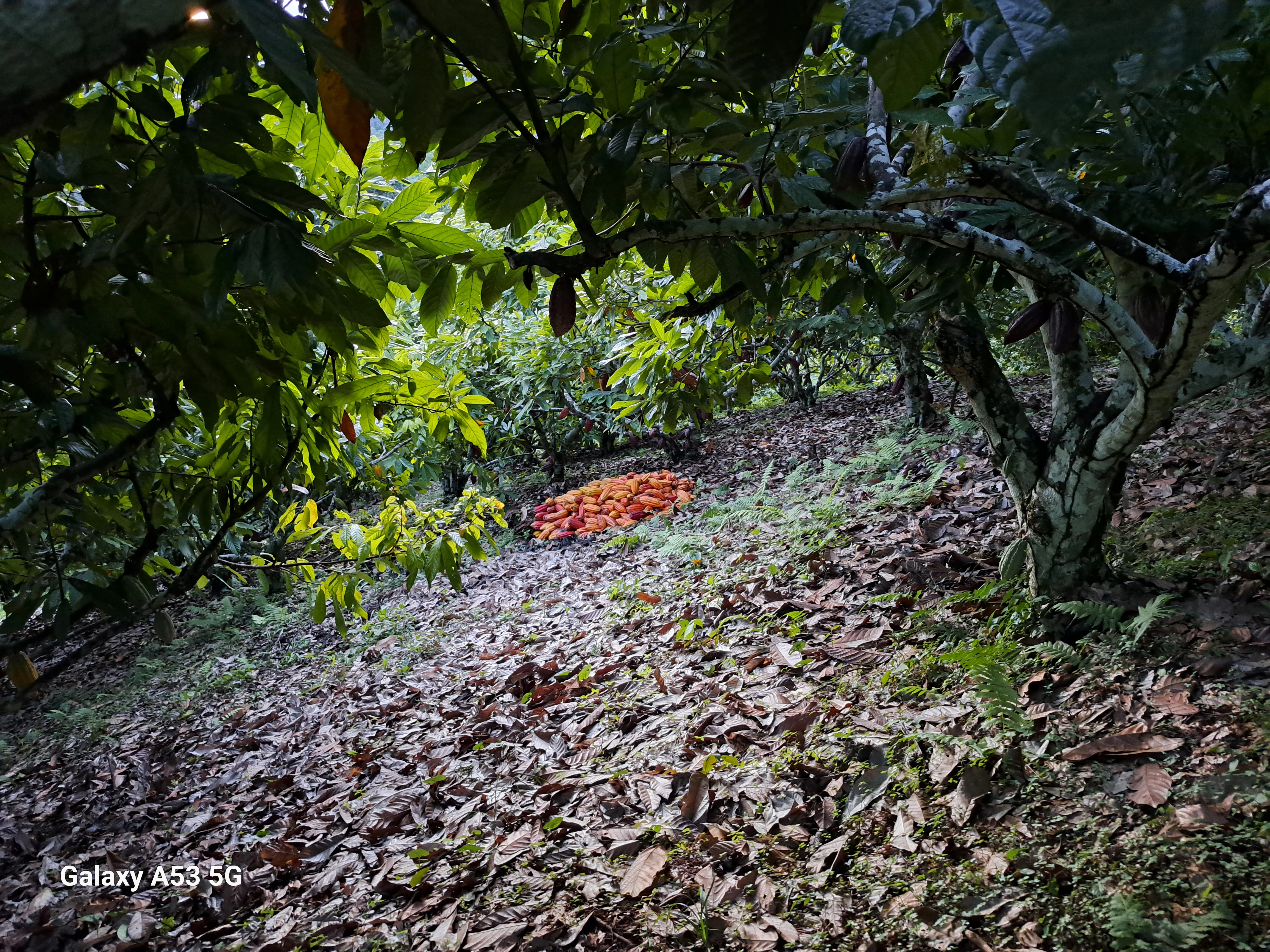 A sloped forest floor covered in dried leaves, with a pile of harvested orange cacao pods in the distance under the canopy of trees.