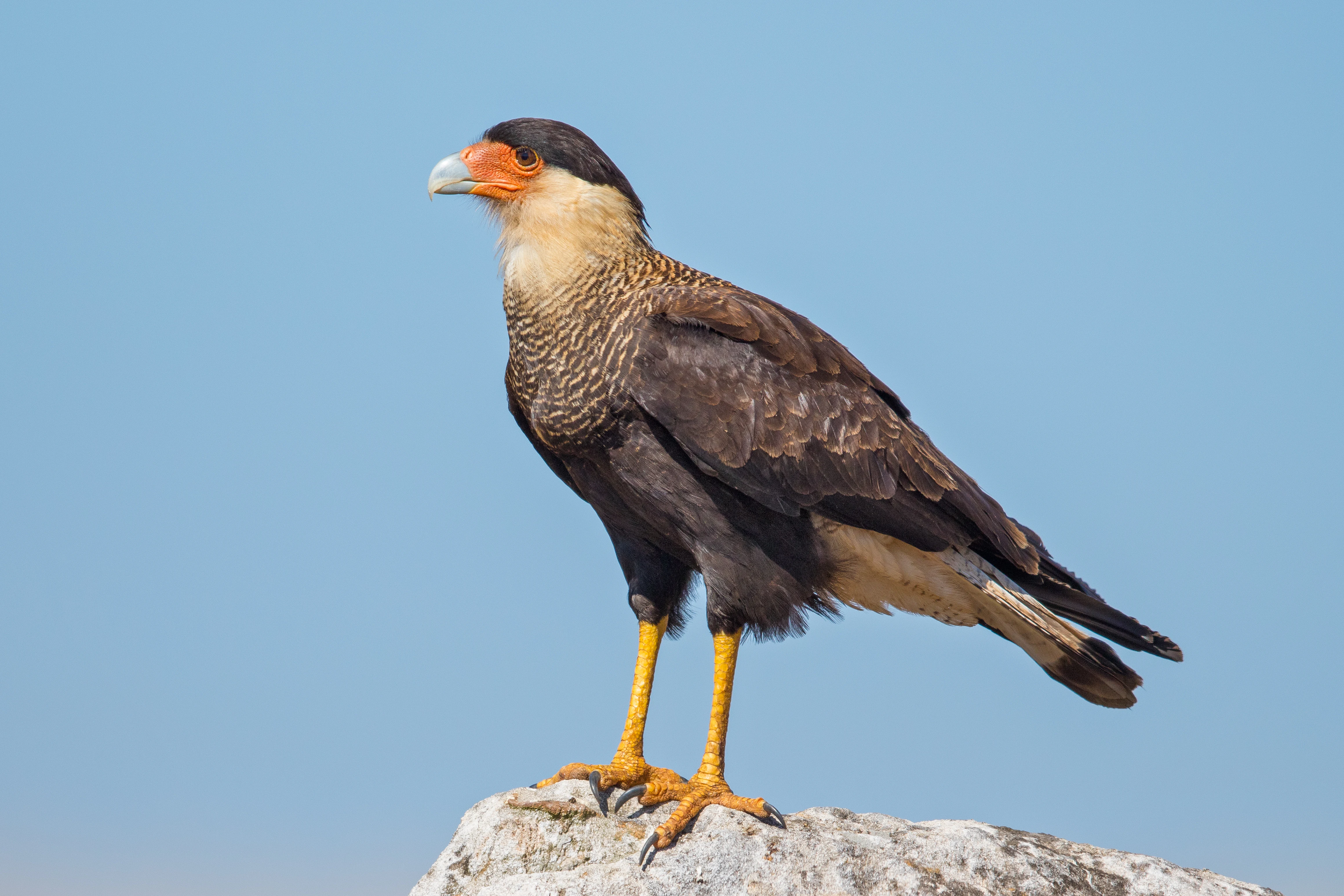 A southern crested caracara bird perched on a light-colored rock against a clear blue sky, viewed from the side.