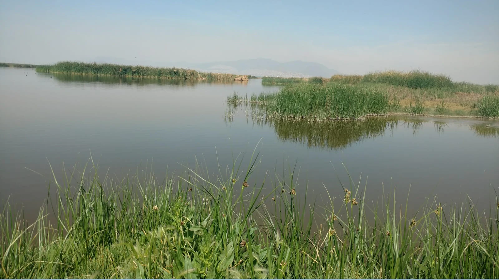 A wide view of the Cienega de San Juan wetland with calm, still water and dense clusters of reeds and tall grasses protruding from the water under a soft, hazy sky.
