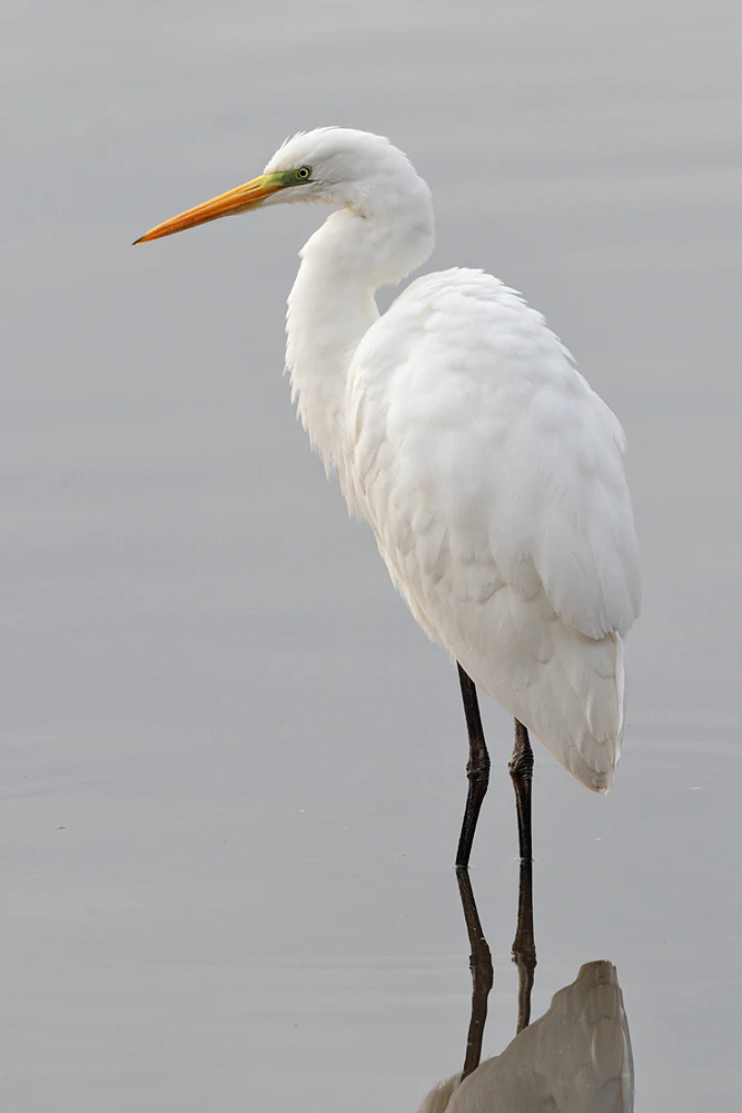 A white great egret with a yellow beak standing in shallow water, showing its reflection.