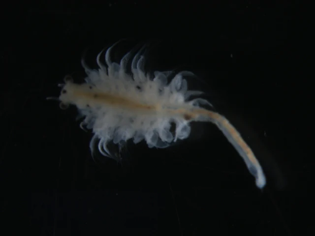 A microscopic view of a translucent, elongated brine shrimp (Artemia franciscana) floating against a solid black background.