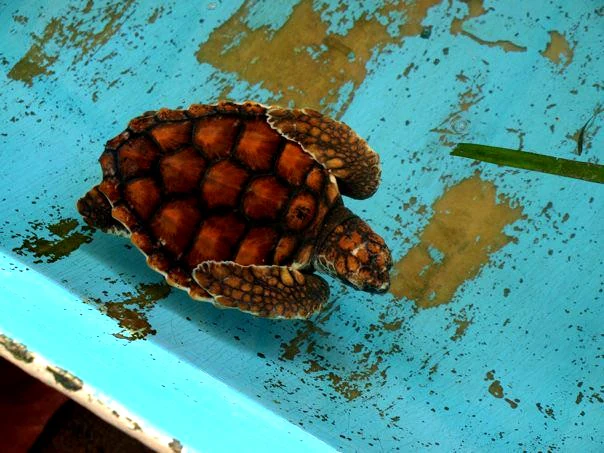 A small green sea turtle with a brown patterned shell resting in a shallow blue container with some algae.