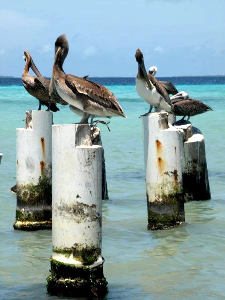 Several brown pelicans standing on white concrete pilings rising from clear turquoise Caribbean water under a blue sky