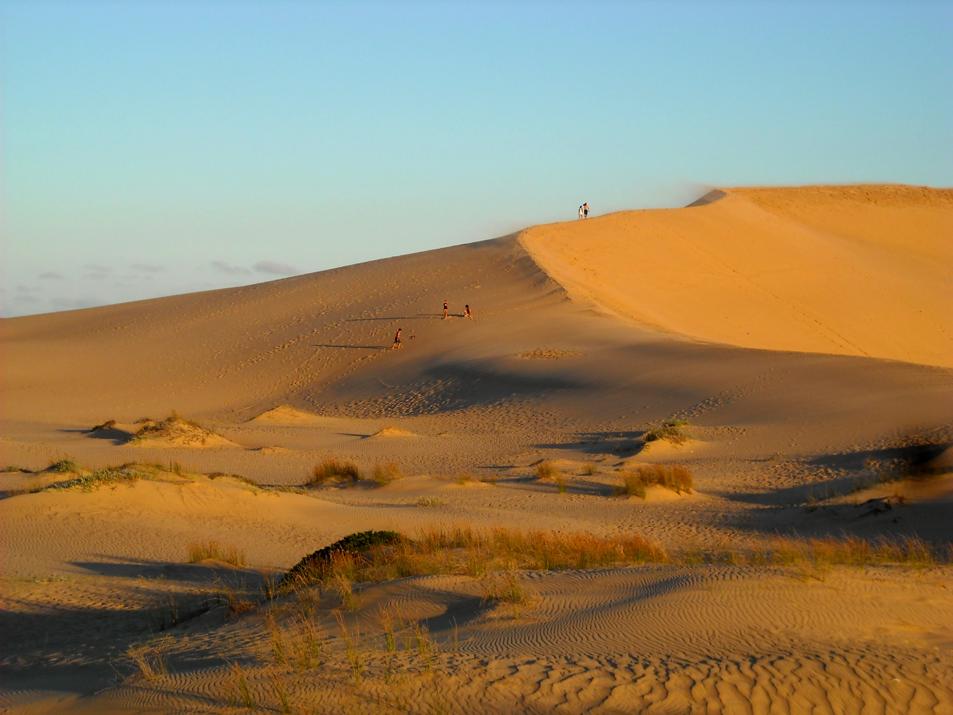 A wide view of large, golden sand dunes under a clear blue sky, with sparse vegetation and a few tiny figures visible on the ridgeline.