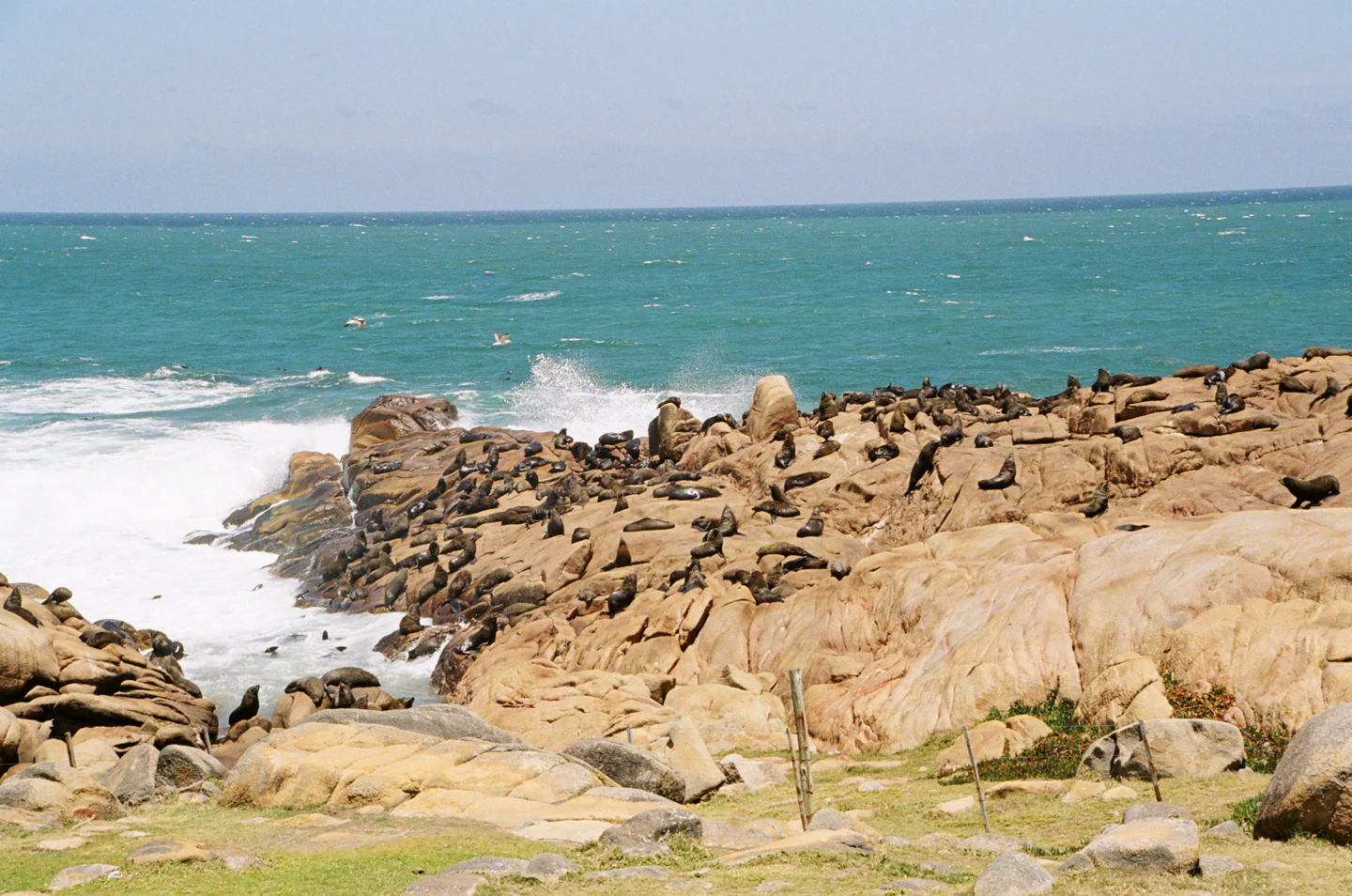 A large group of sea lions resting on sun-drenched coastal rocks with the Atlantic Ocean crashing into the shore.