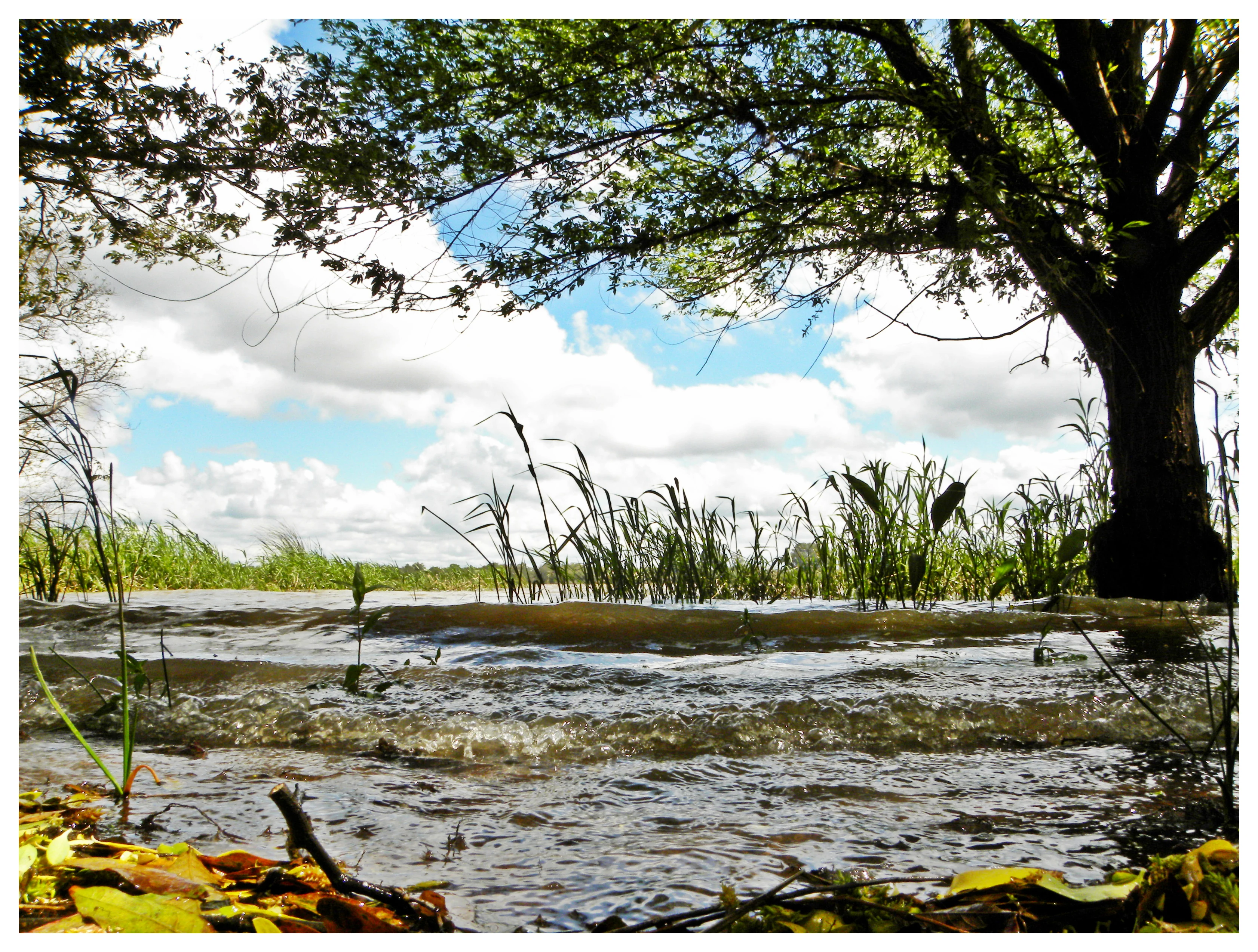 A low angle, eye level shot of a wetland shoreline with water lapping at the edge, reeds in the water, and a tree framing the top right corner under a cloudy sky.