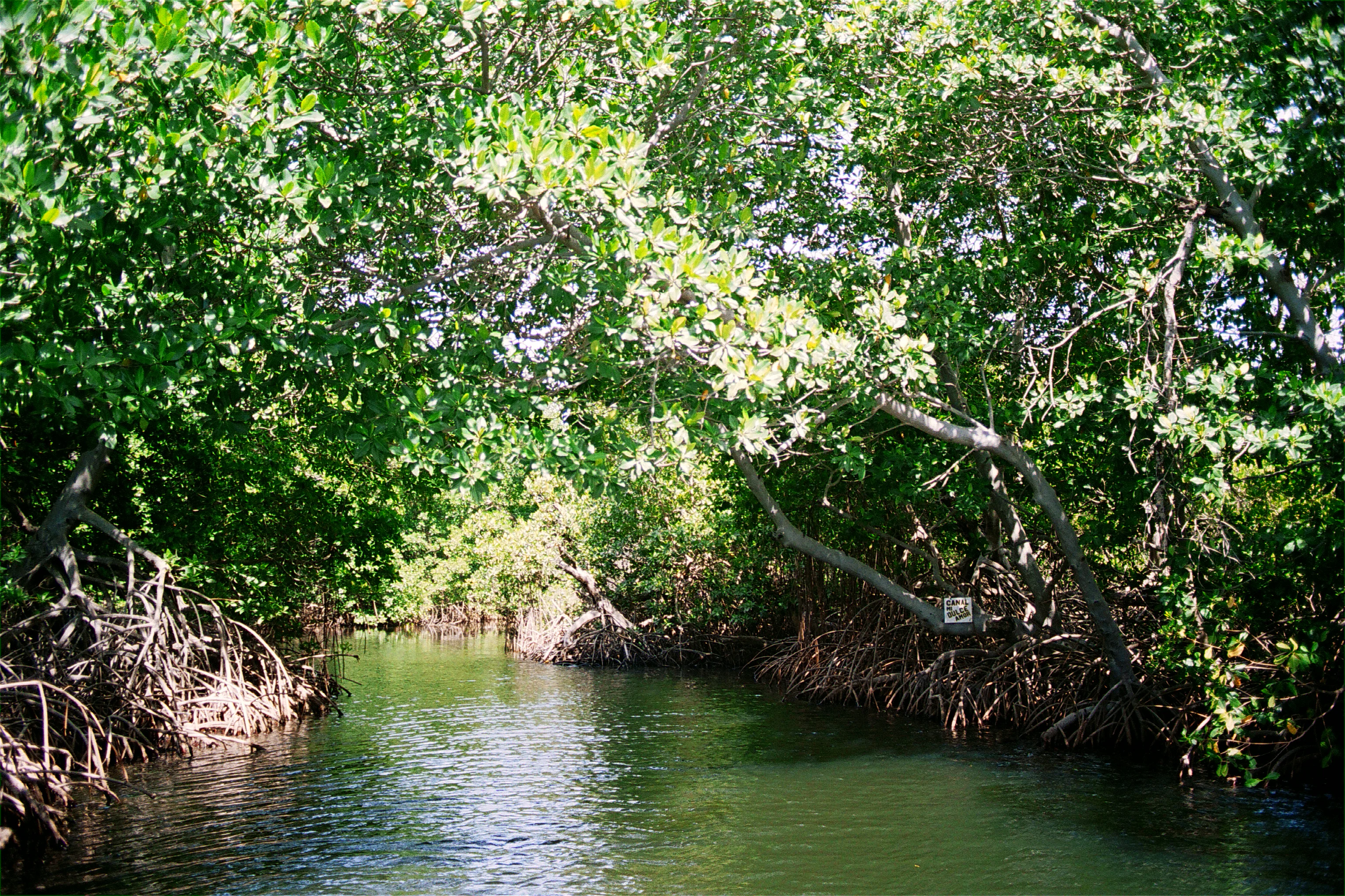 A narrow waterway flanked by dense mangrove trees with complex root systems reaching into the water.