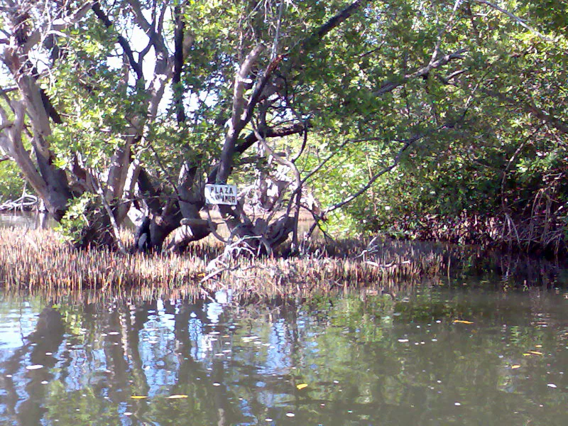 A view from water level of a dense mangrove forest with tangled roots and leafy branches hanging over a calm channel, featuring a small white sign attached to a tree trunk.