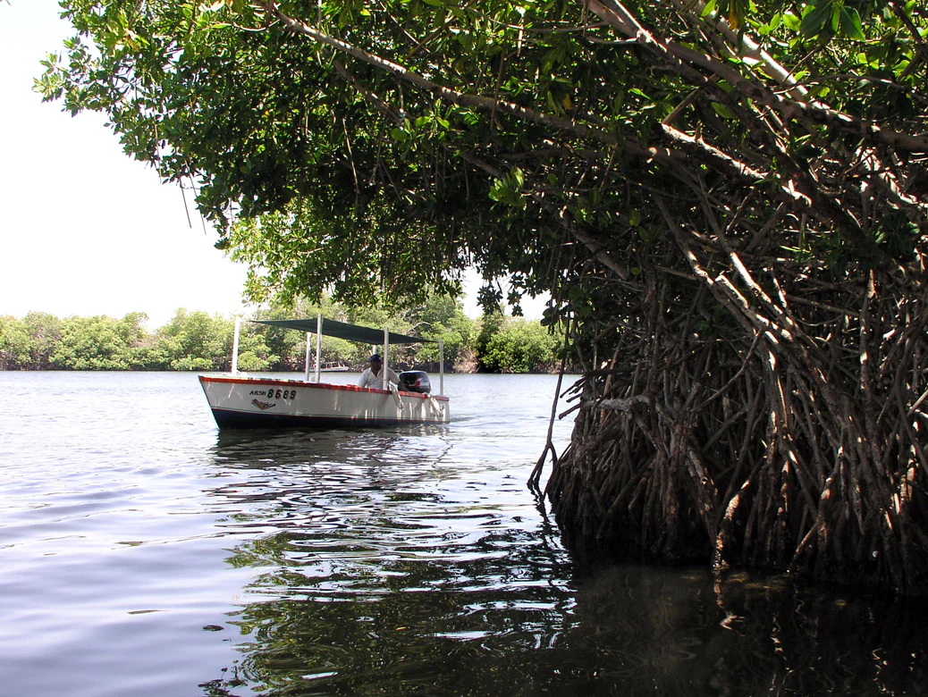 A small white tour boat with a canopy travels on calm water alongside dense, prop-rooted mangrove trees in a coastal lagoon.