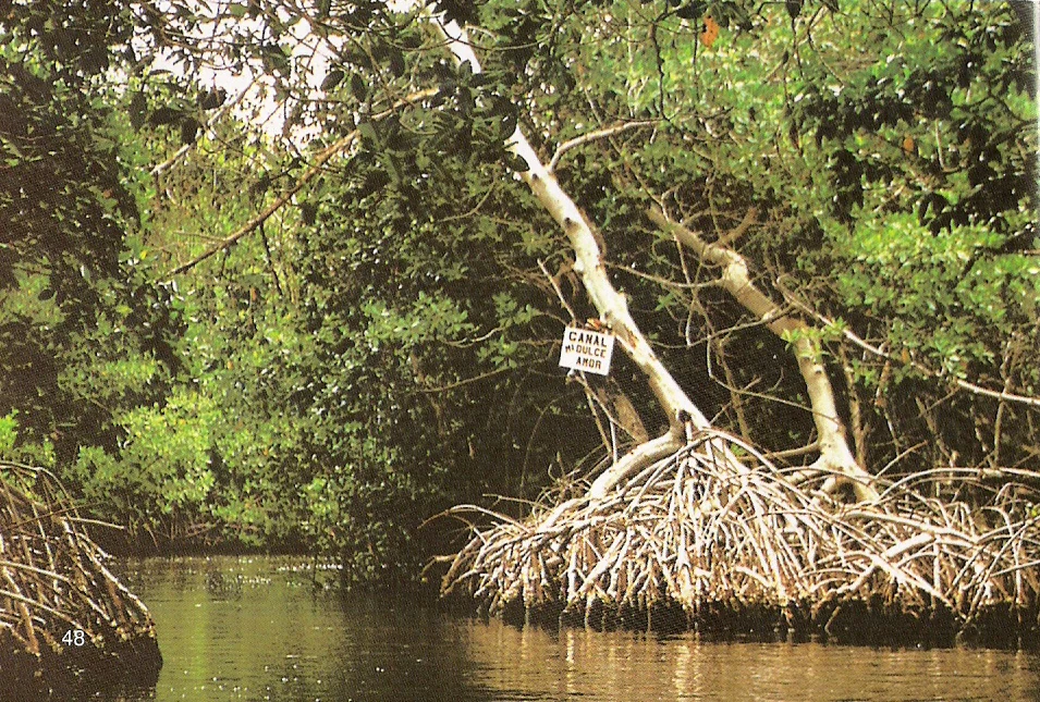 A narrow water channel surrounded by dense mangrove trees with complex prop roots. A small white rectangular sign attached to a tree branch reads Canal del Beso.