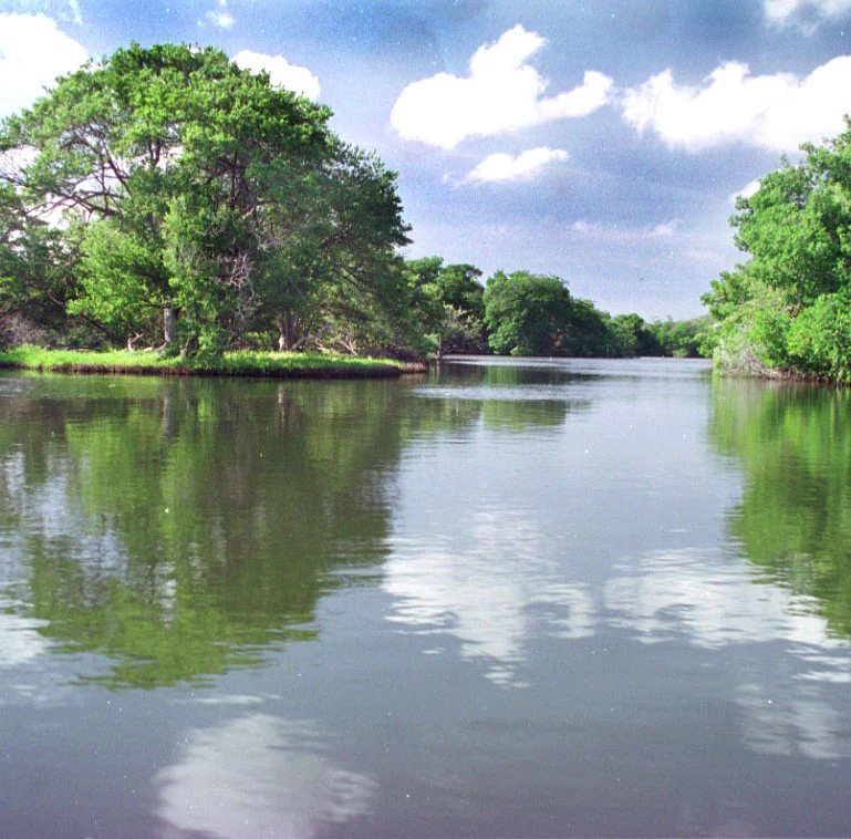 A calm, still lagoon reflecting a blue sky with white clouds, bordered by dense green trees and mangrove-like vegetation along the banks.