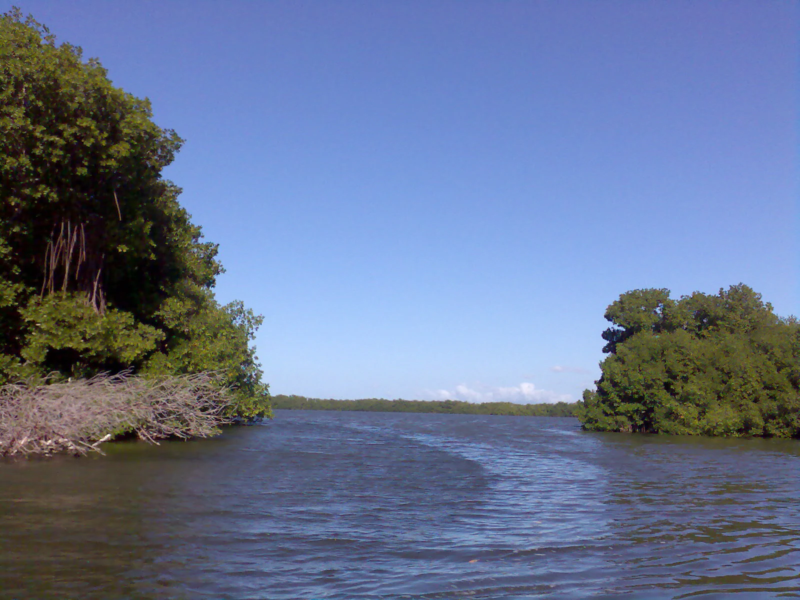 A view of a calm waterway lined with dense green mangrove forests under a clear blue sky