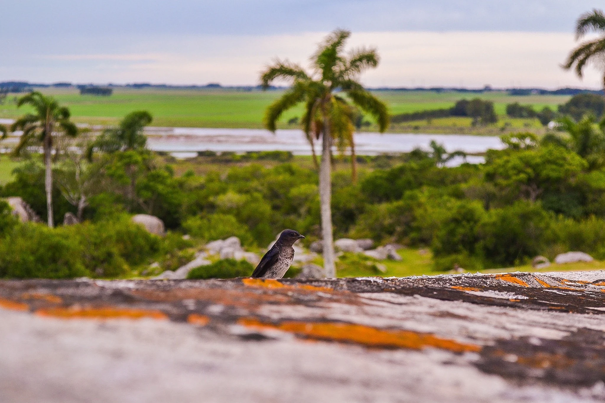 A small dark bird perched on a weathered stone wall with orange lichen, with a blurred background of green vegetation, palm trees, and a body of water under a cloudy sky.