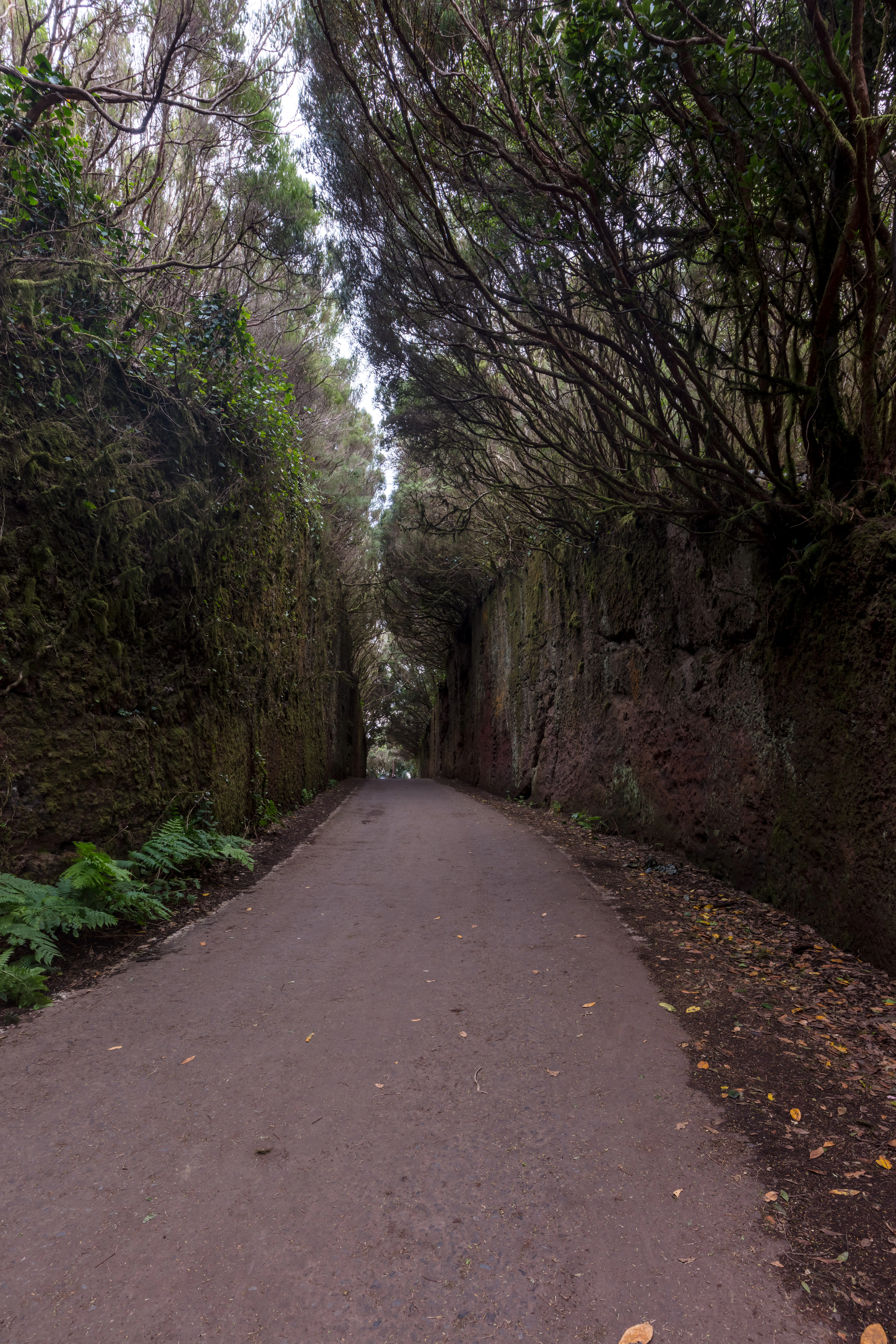 A narrow, paved trail framed by tall, moss-covered rock walls and overhanging forest canopy, creating a tunnel-like effect.