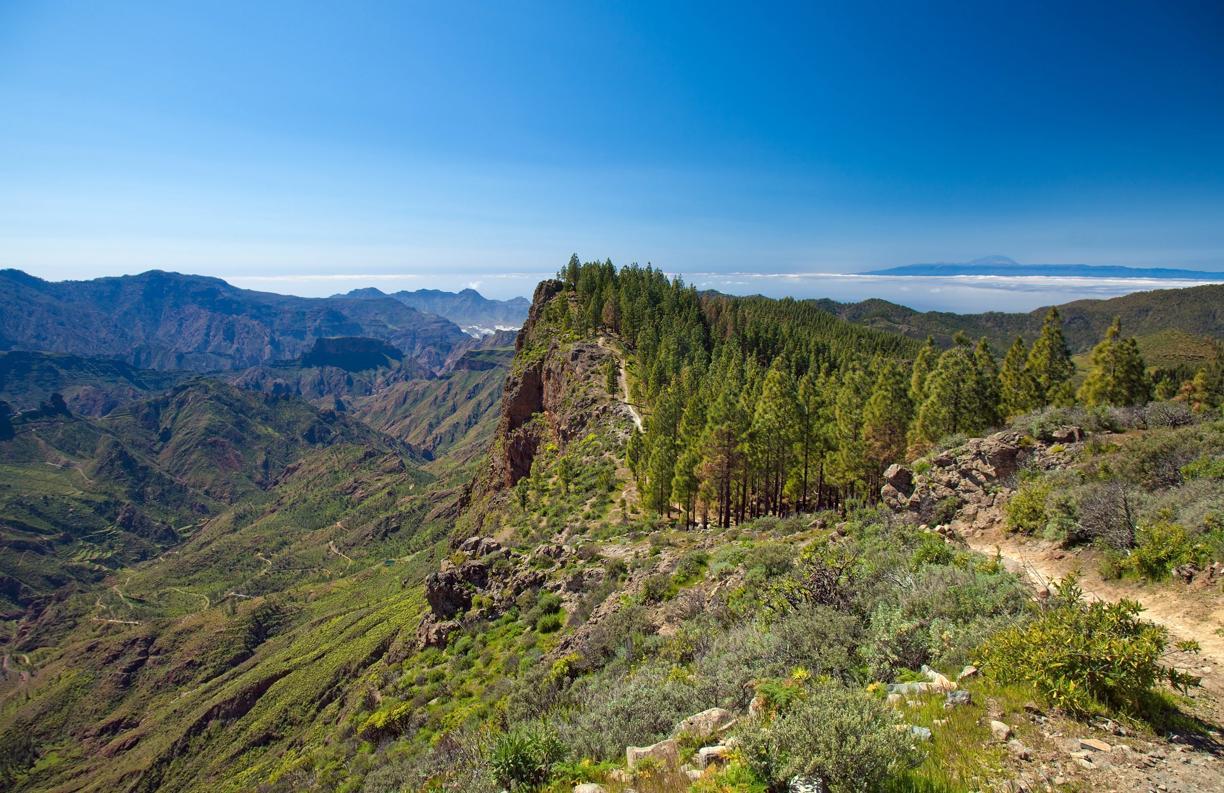 A dirt hiking trail curves along a mountainous ridge populated by tall pine trees, overlooking a deep ravine and distant valley in Gran Canaria.