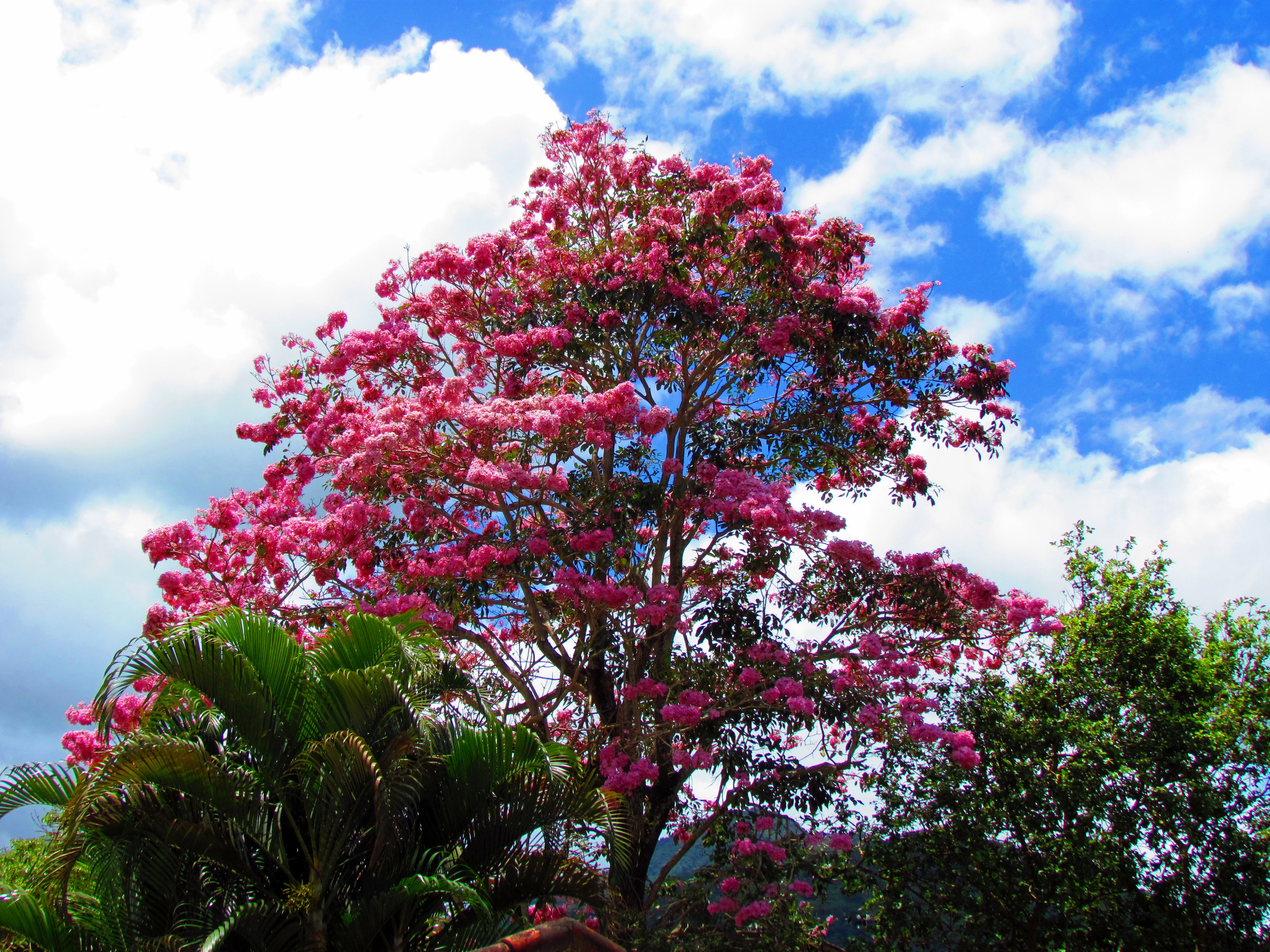 A medium shot of a blooming pink Ipe roxo tree against a bright blue sky with white clouds, with green palm fronds visible in the foreground.