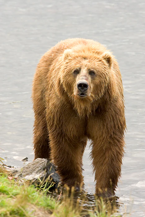 Brown bear with wet fur standing in shallow water, facing the camera, with a river and grassy bank in the background
