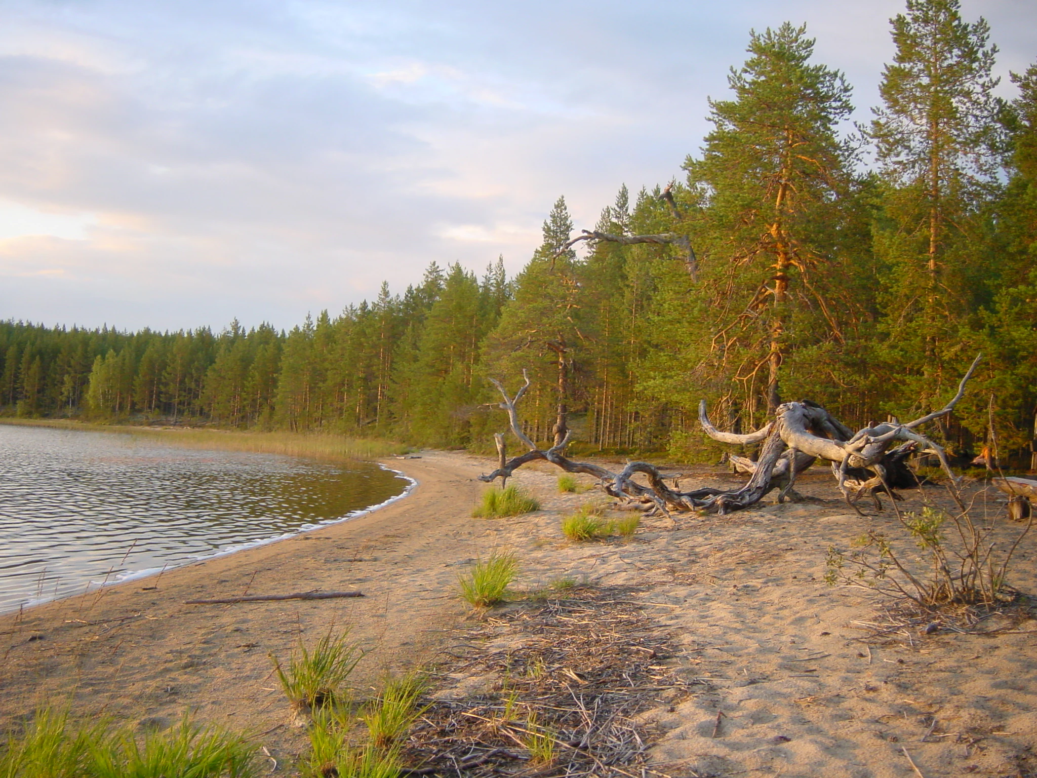 Sandy beach with calm lake water, scattered vegetation, and pine forest in the background under a partly cloudy sky