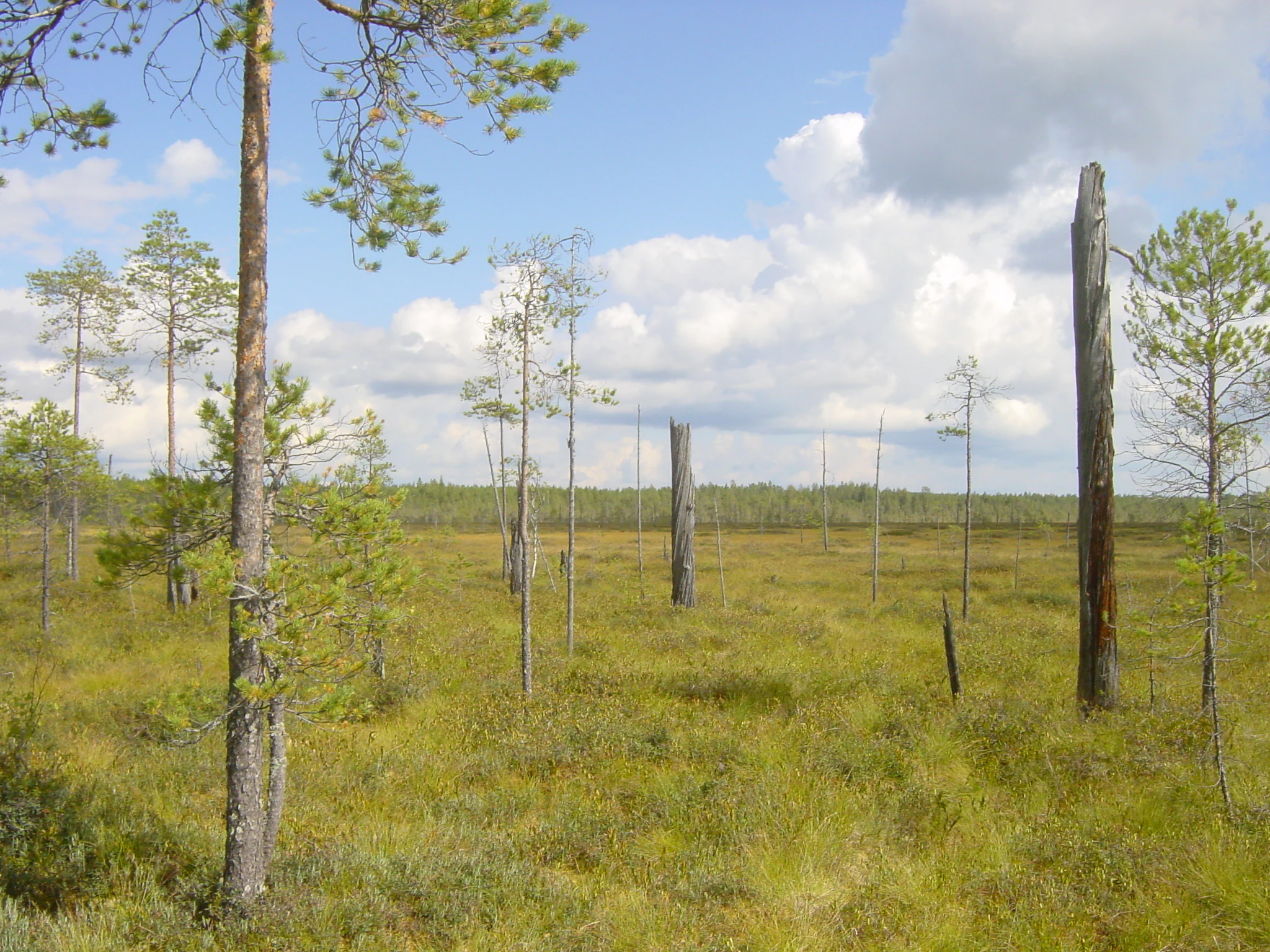 Grassy bog landscape with scattered pine trees and standing dead tree trunks under a partly cloudy sky