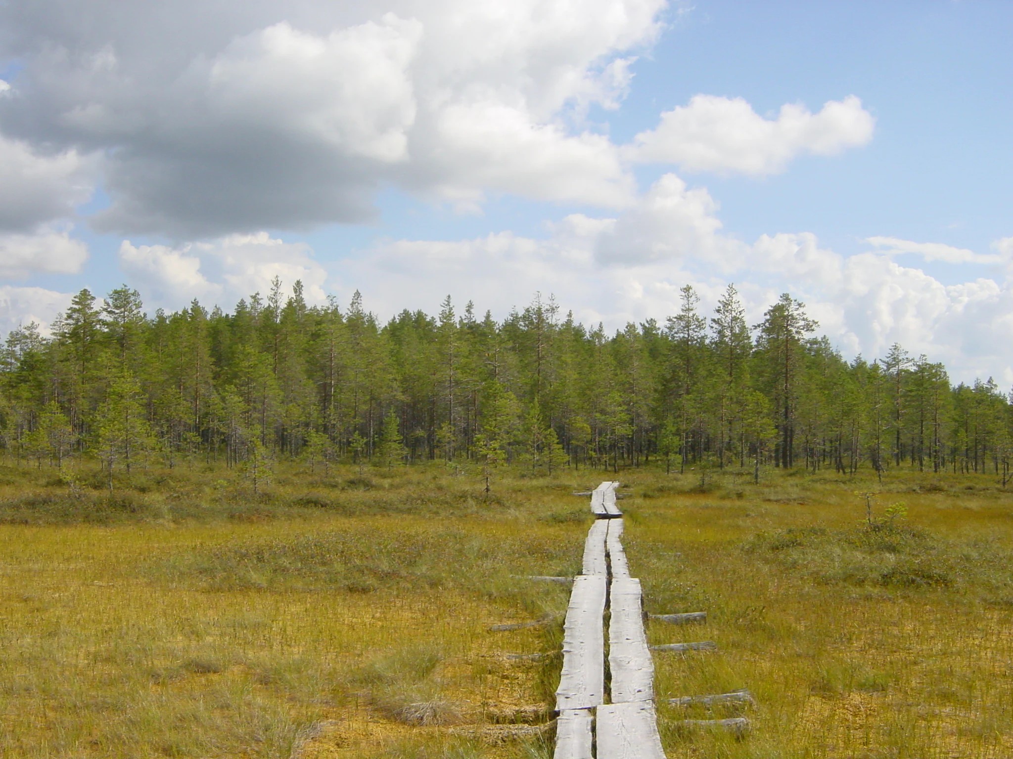 Wooden boardwalk stretching through a marshy field with green forest in the background under a partly cloudy sky