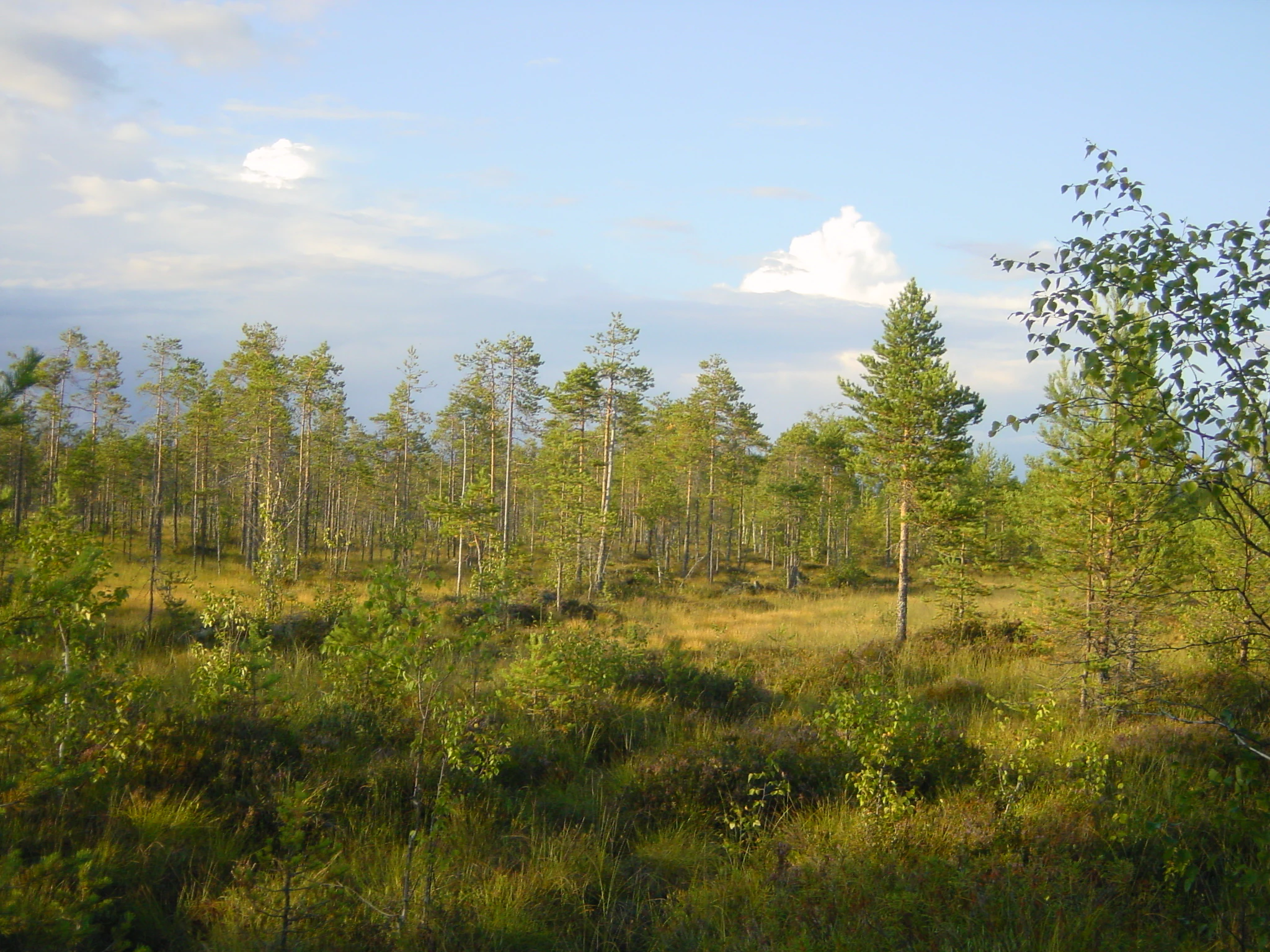 Wide view of a forested mire with scattered trees, open grassy areas, and a partly cloudy sky