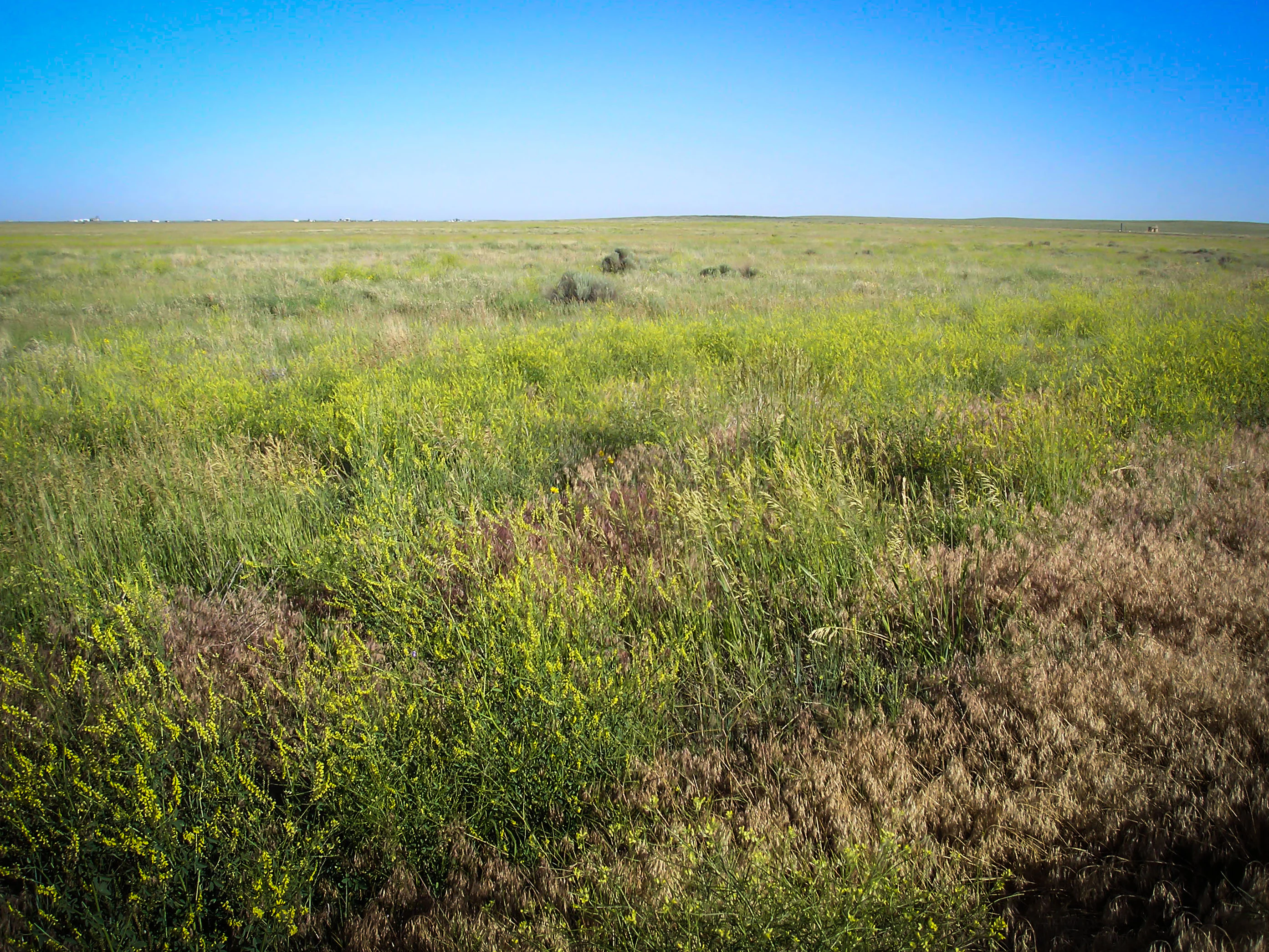 An expansive, flat prairie landscape under a clear blue sky, featuring a mix of green grasses and patches of dried brown vegetation.