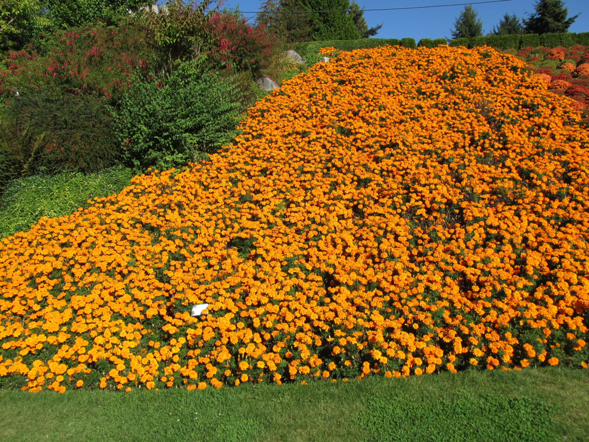 A large, dense bed of vibrant orange marigolds planted on a slight slope, with green bushes and a clear blue sky in the background.
