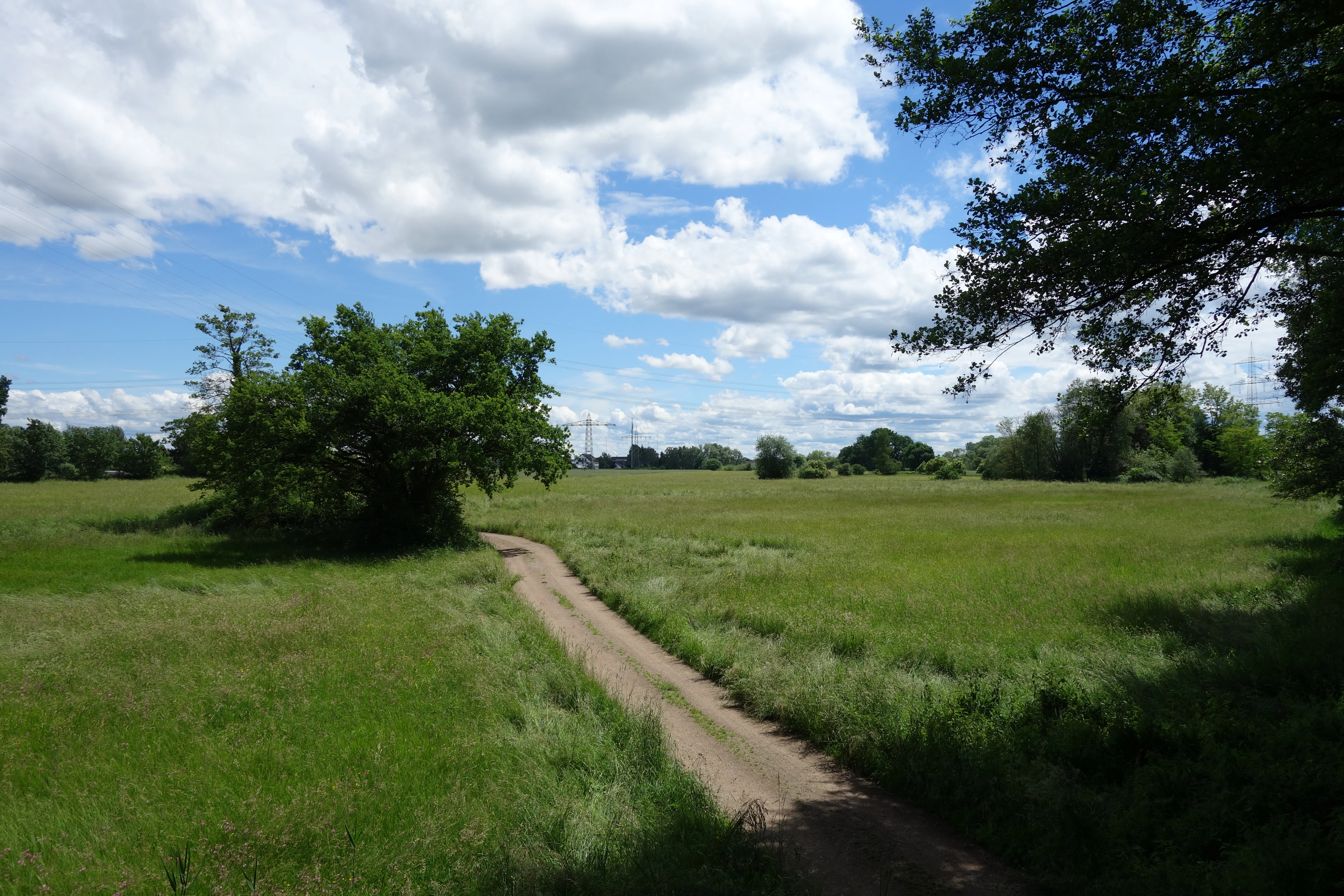 A dirt path leads through an open, grassy field under a bright blue sky with scattered clouds in the Pechgraben nature reserve.