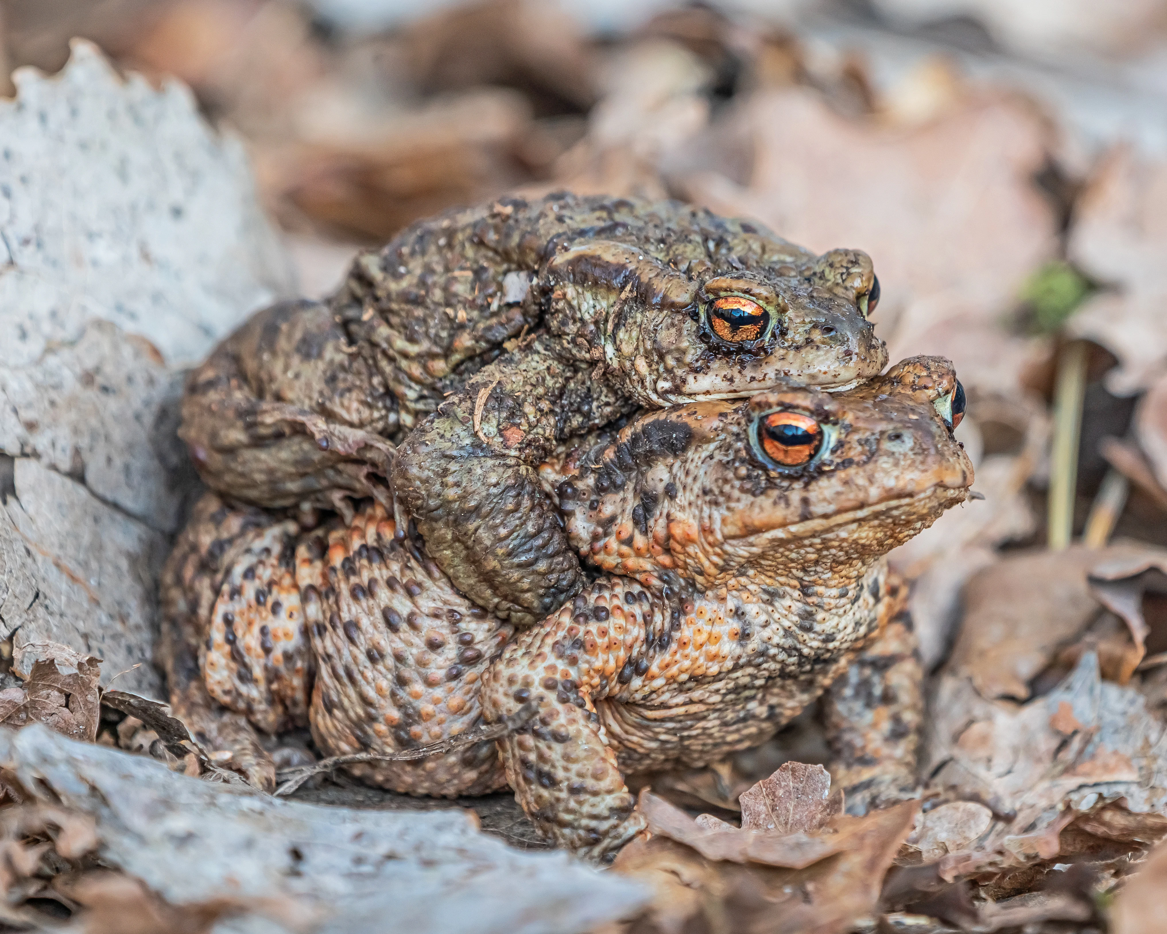 A pair of common toads stacked on top of each other, resting on fallen brown oak leaves.