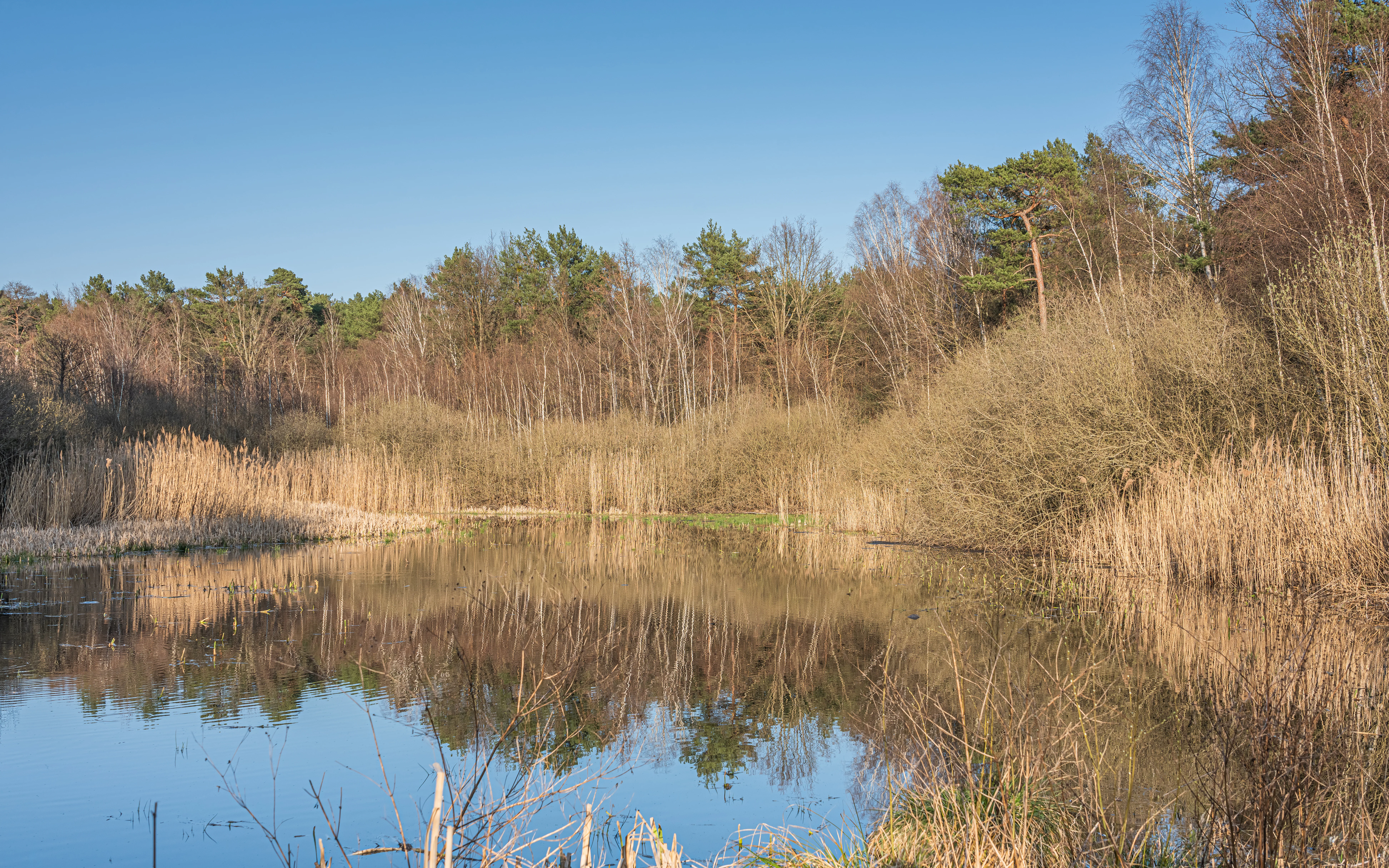A calm, reflective pond surrounded by dry reeds and a mixed forest of birch and pine trees under a clear blue sky.
