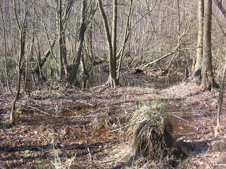 A view into a sparse, deciduous forest in early spring with bare trees, patches of wet ground, and a clump of sedge grass in the foreground.
