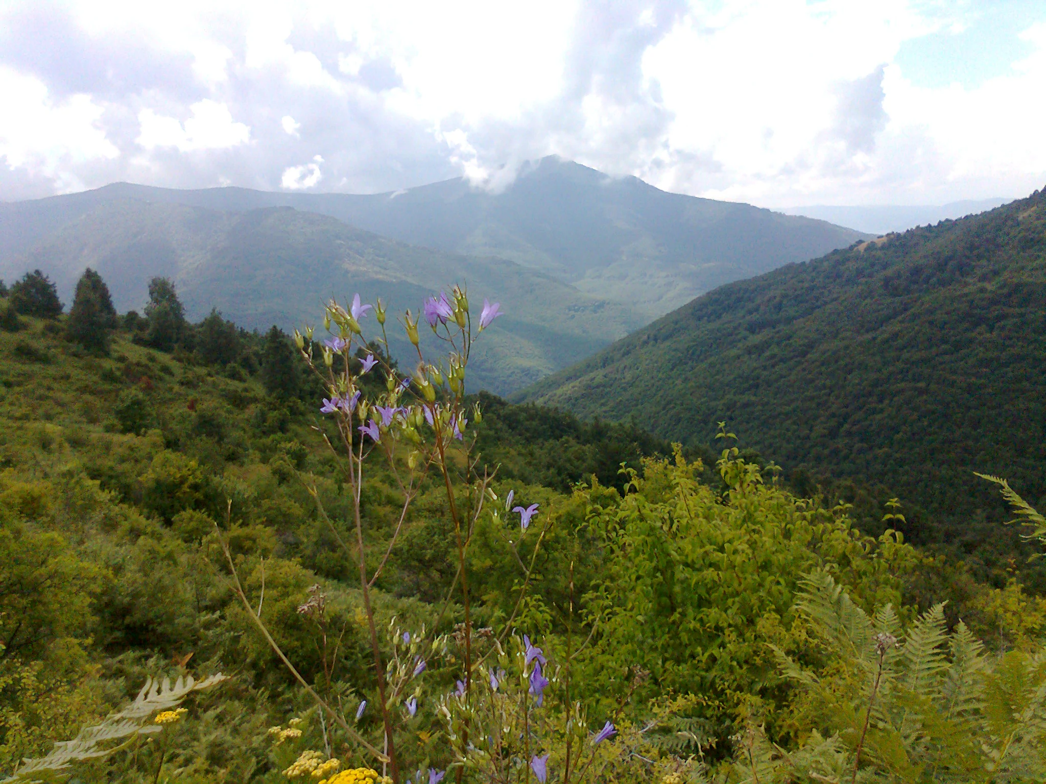 A mountain landscape with lush green vegetation and purple flowers in the foreground, showing a valley between forested hills under a partly cloudy sky