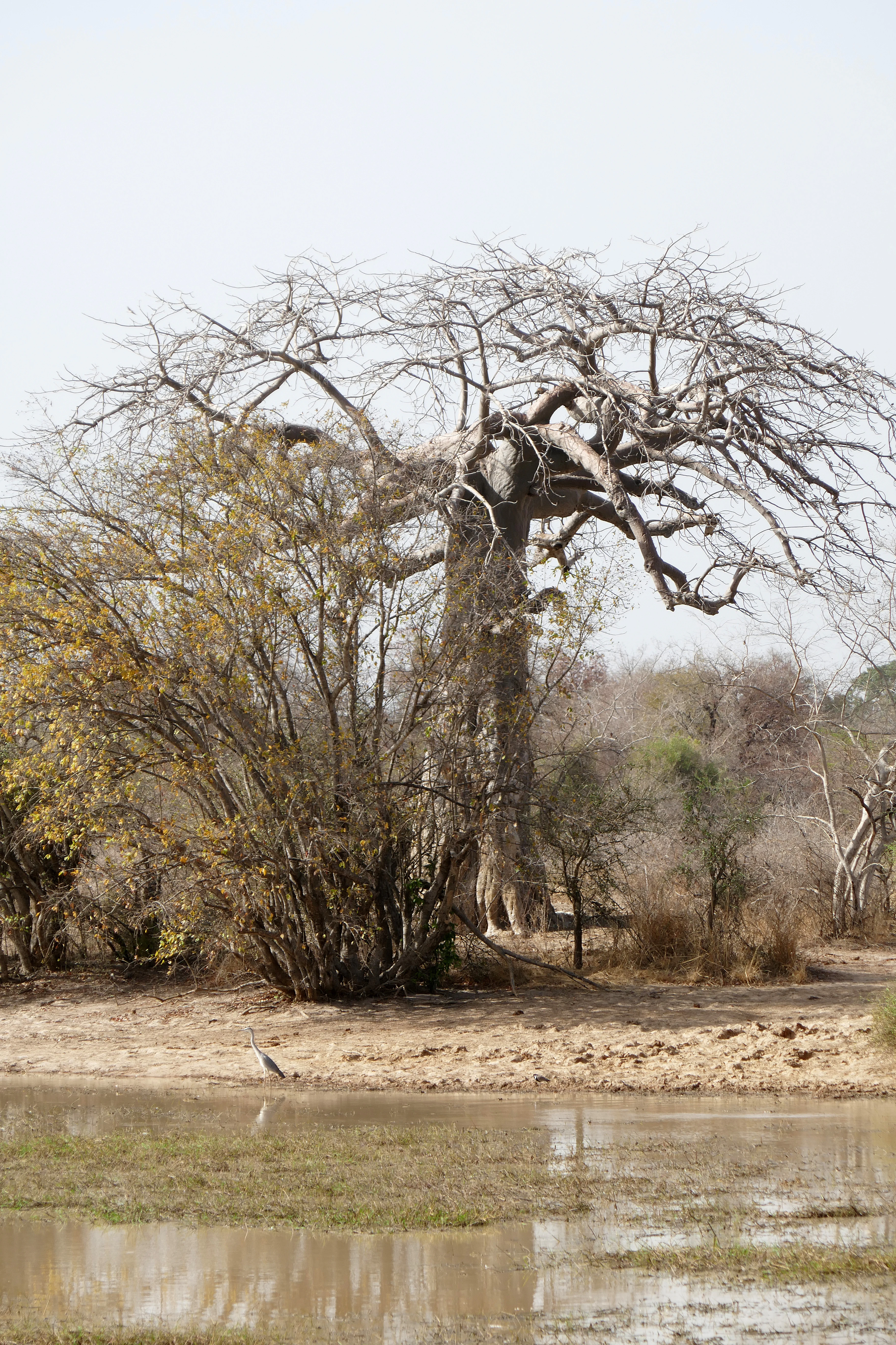 A large, leafless baobab tree stands on the dry, sandy bank of a pond, with a small wading bird near the water's edge.