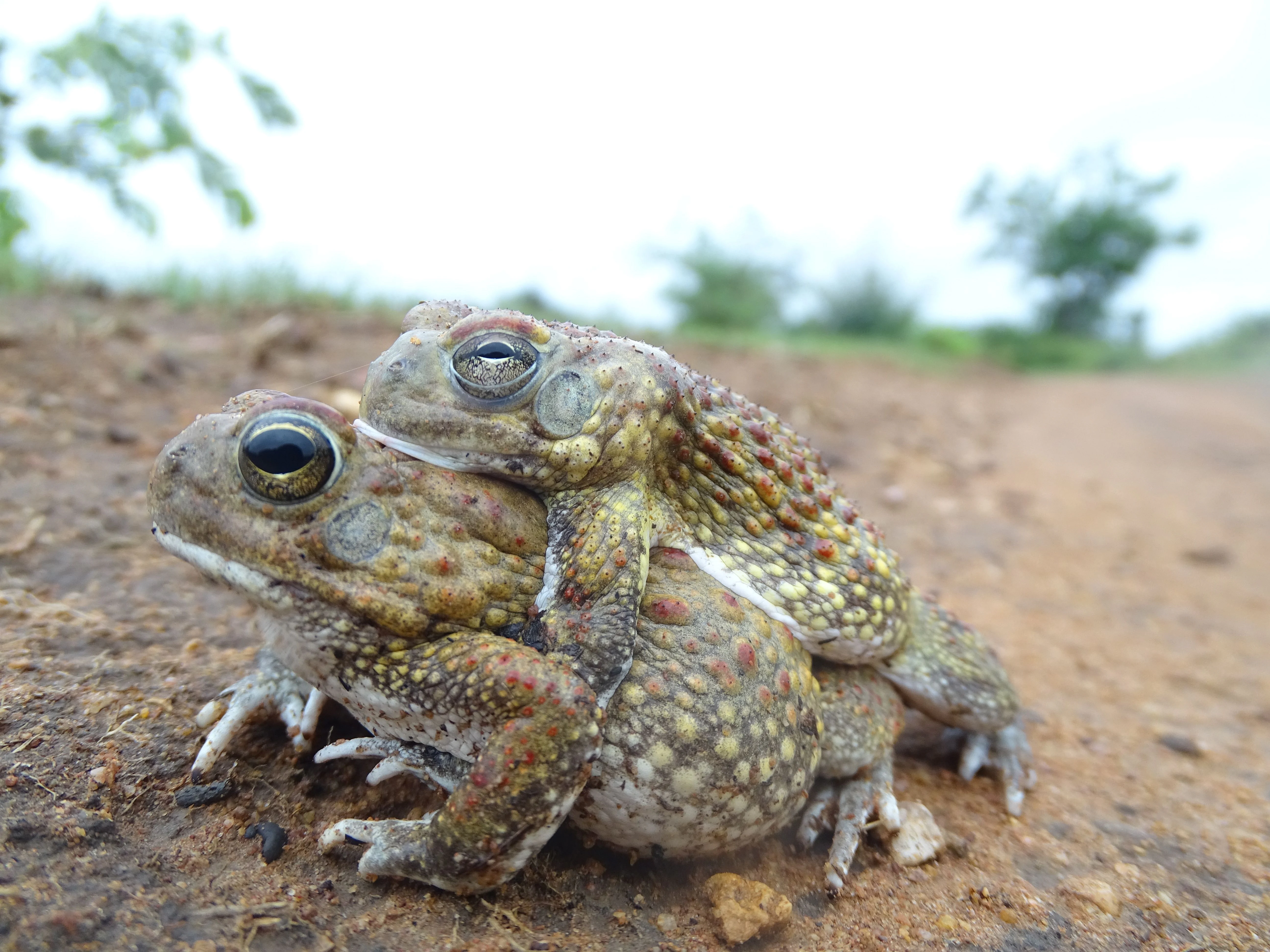 Two African toads, one atop the other, perched on a dry dirt path in a natural park environment.