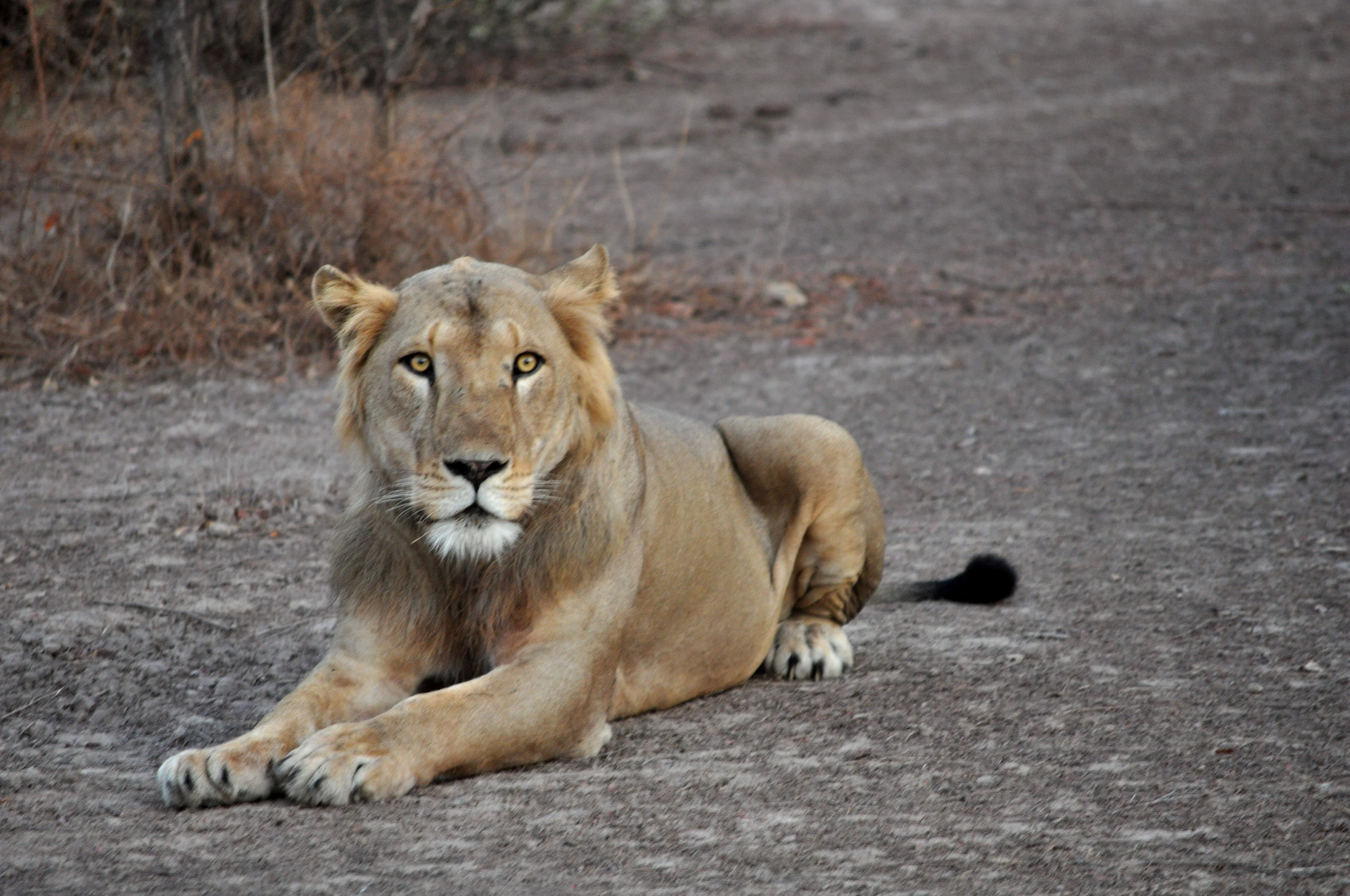 A male lion lying down on a dusty, earth-toned road in a savanna environment, looking directly at the camera.