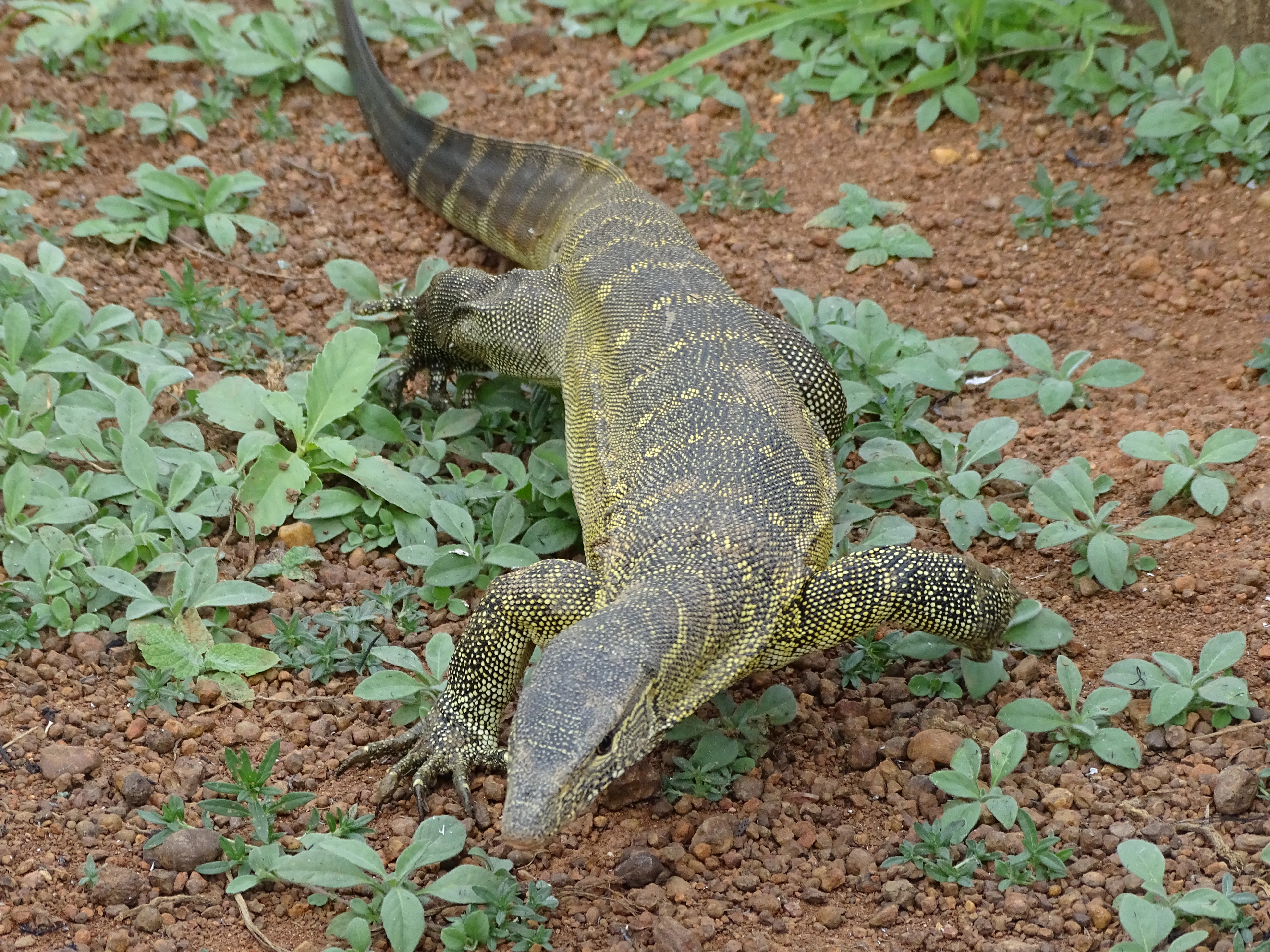 A large lizard with yellow and black patterned scales, identified as a Nile monitor, walks across red dirt ground with sparse green vegetation.