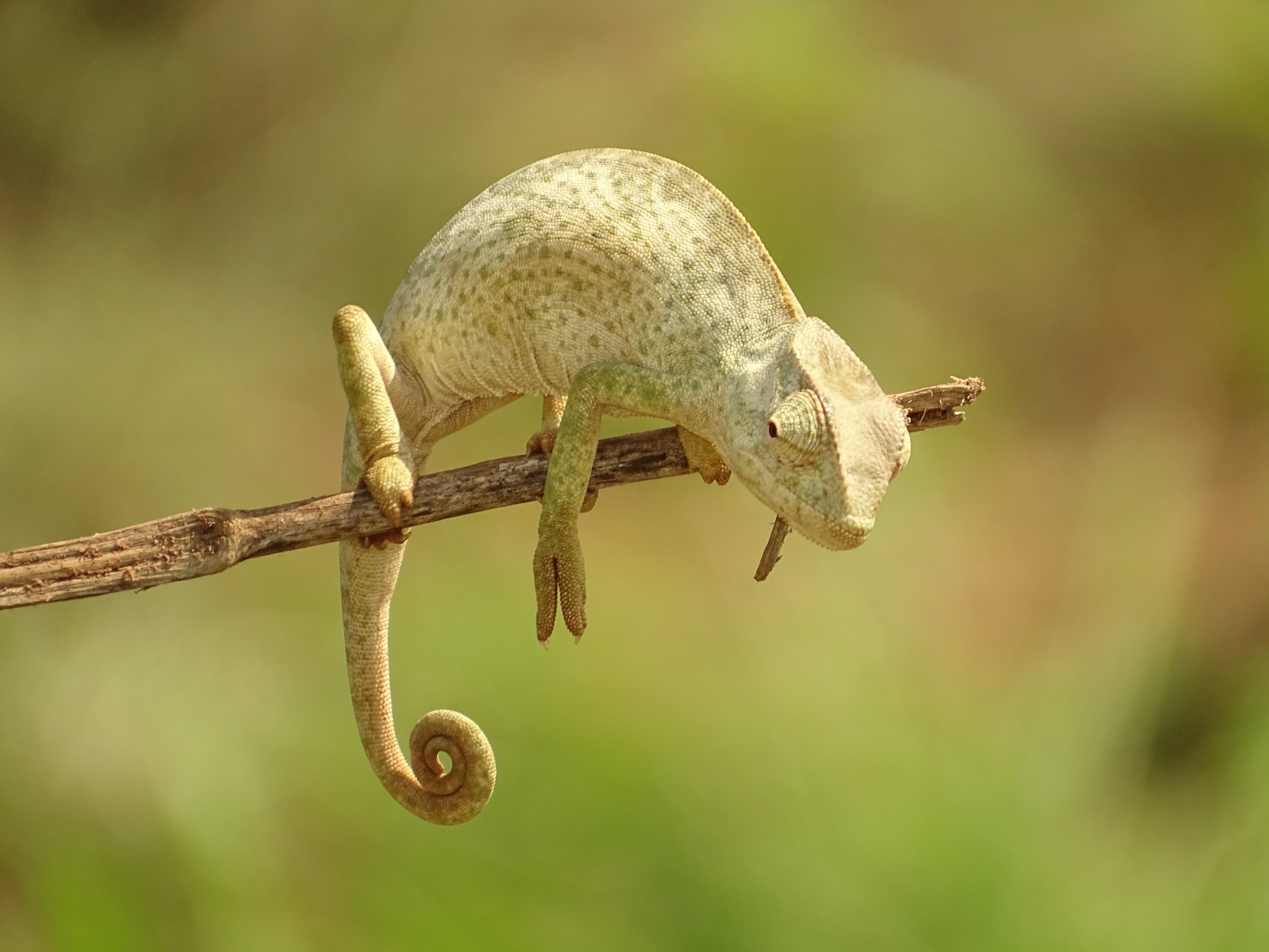 A pale greenish-brown chameleon perched on a thin, horizontal wooden branch against a softly blurred green background.