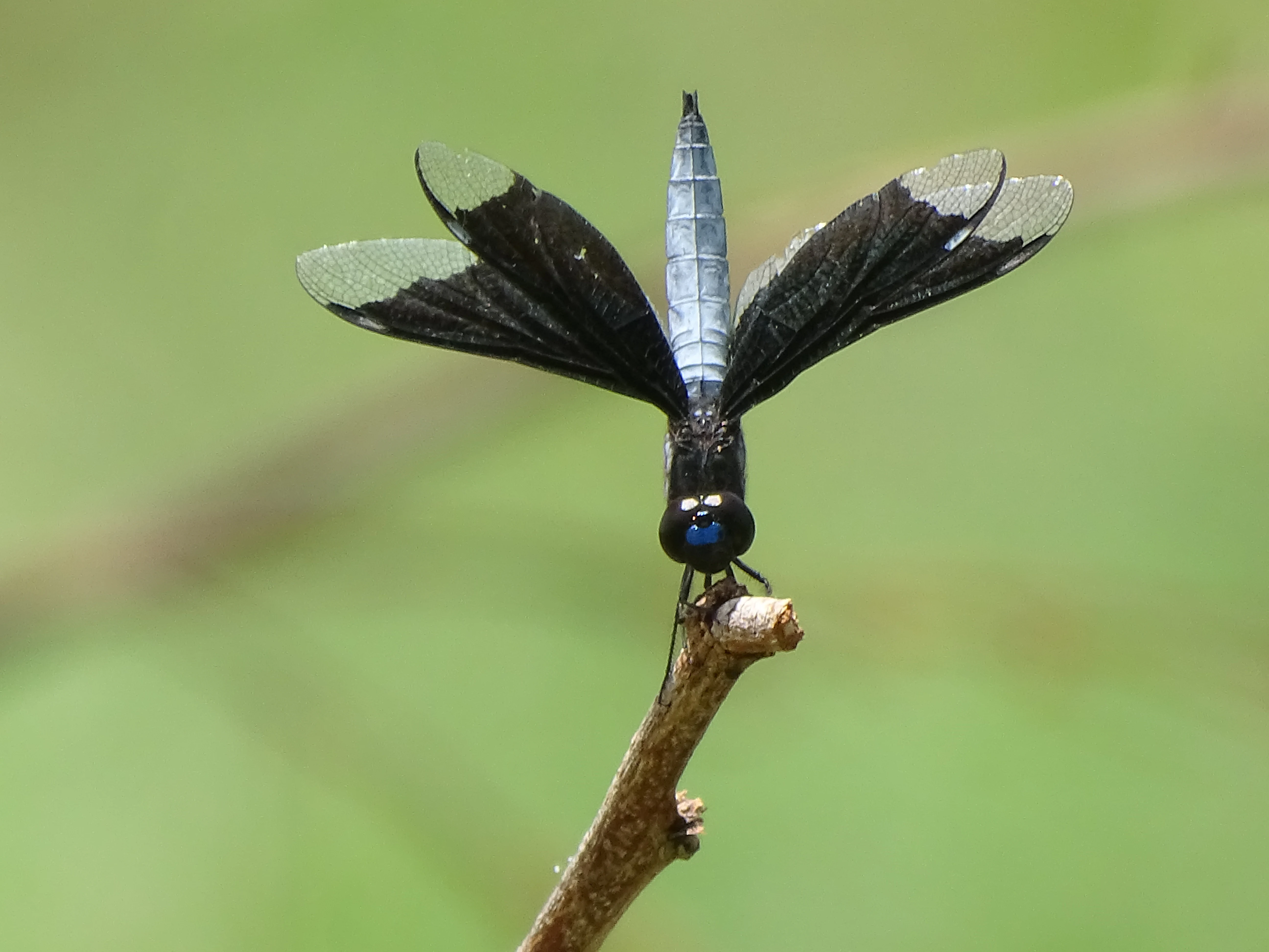 A close up view of a Lucia widow dragonfly with black and white wings and a metallic blue body resting on the tip of a brown twig against a soft green out of focus background.