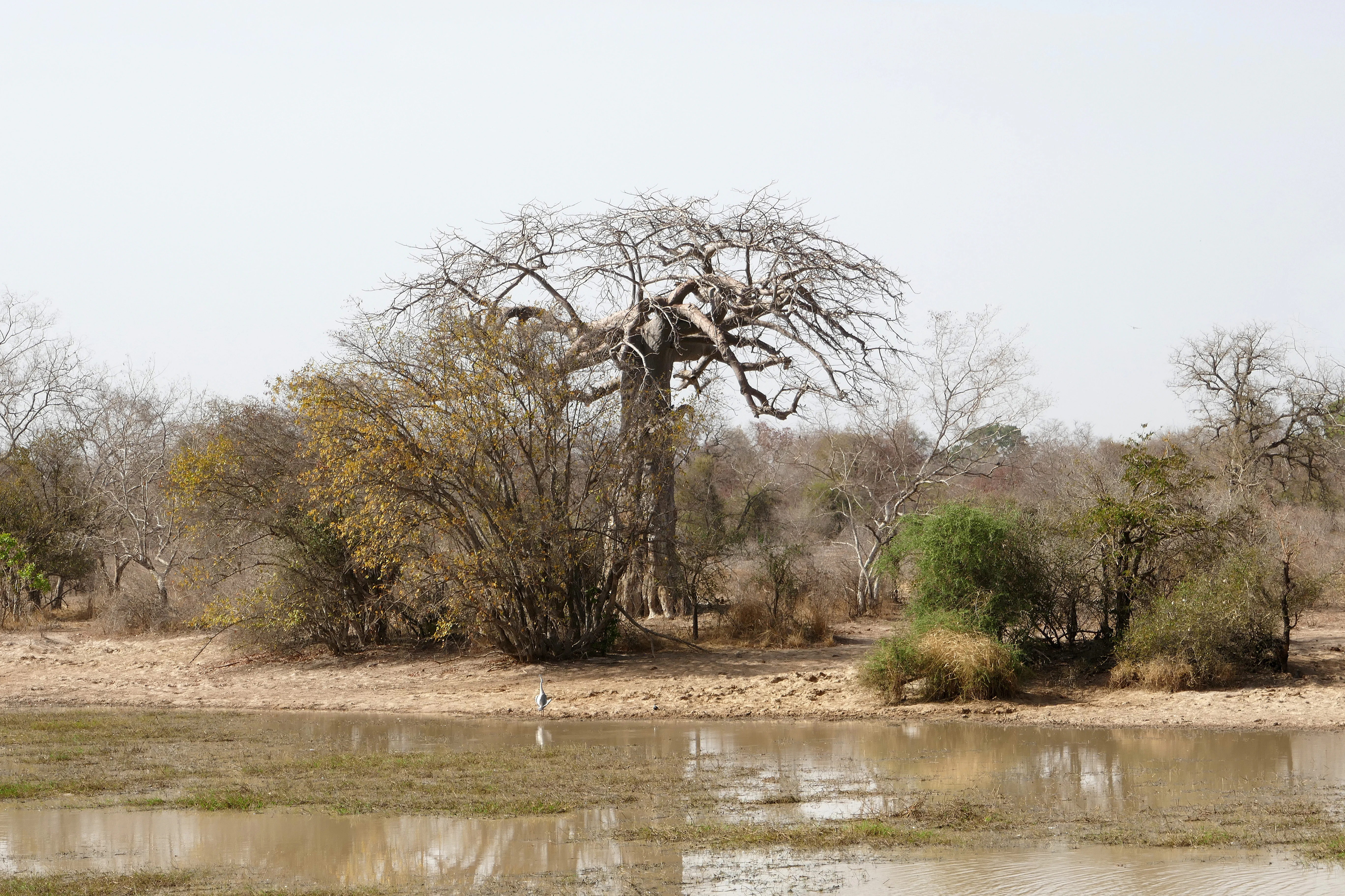 A large, leafless baobab tree stands on the dry, sandy bank of a muddy pond in a savanna landscape, with a small wading bird visible at the water's edge.
