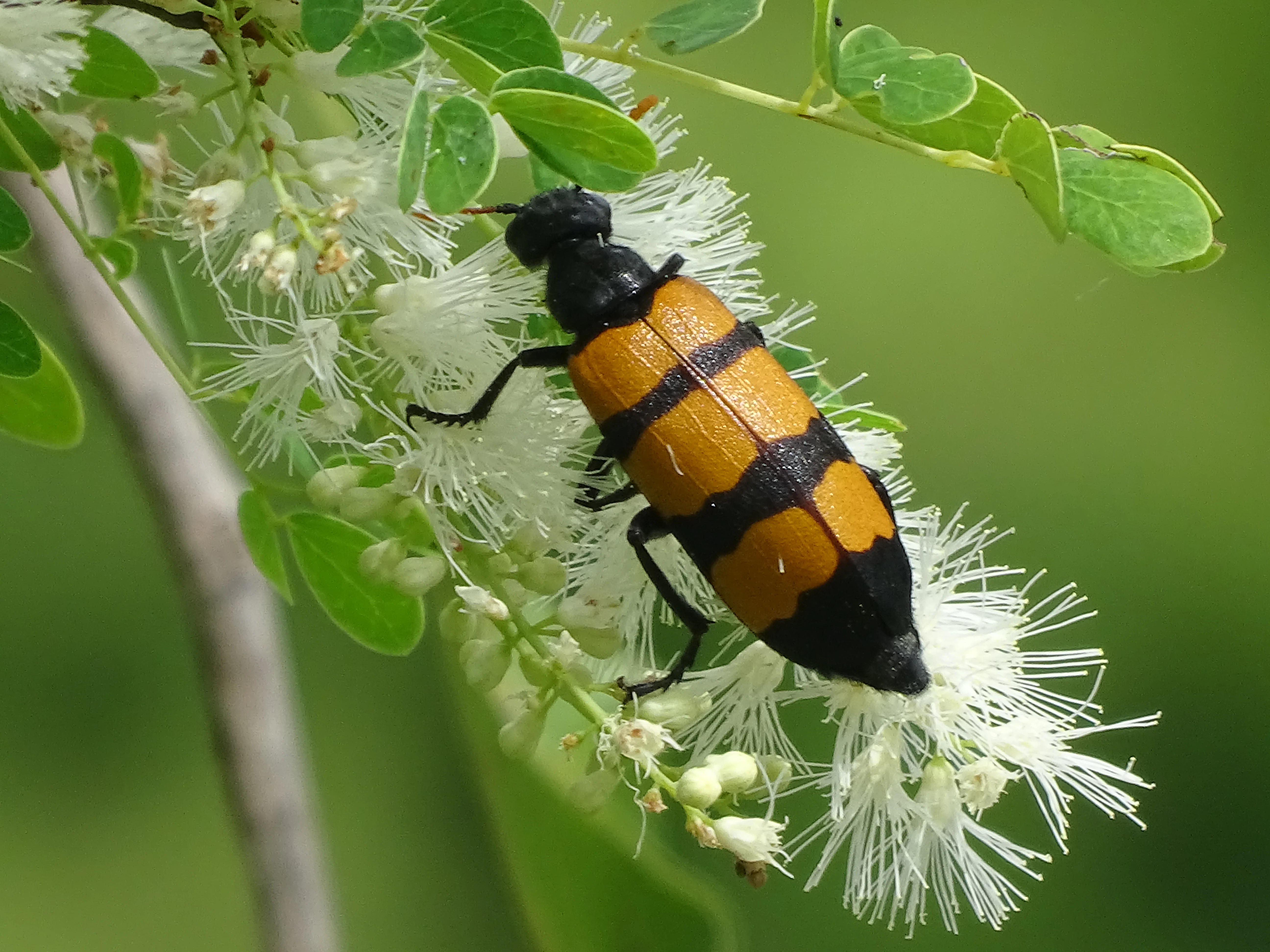 A close-up view of a yellow and black striped blister beetle perched on a cluster of white, feathery flowers.