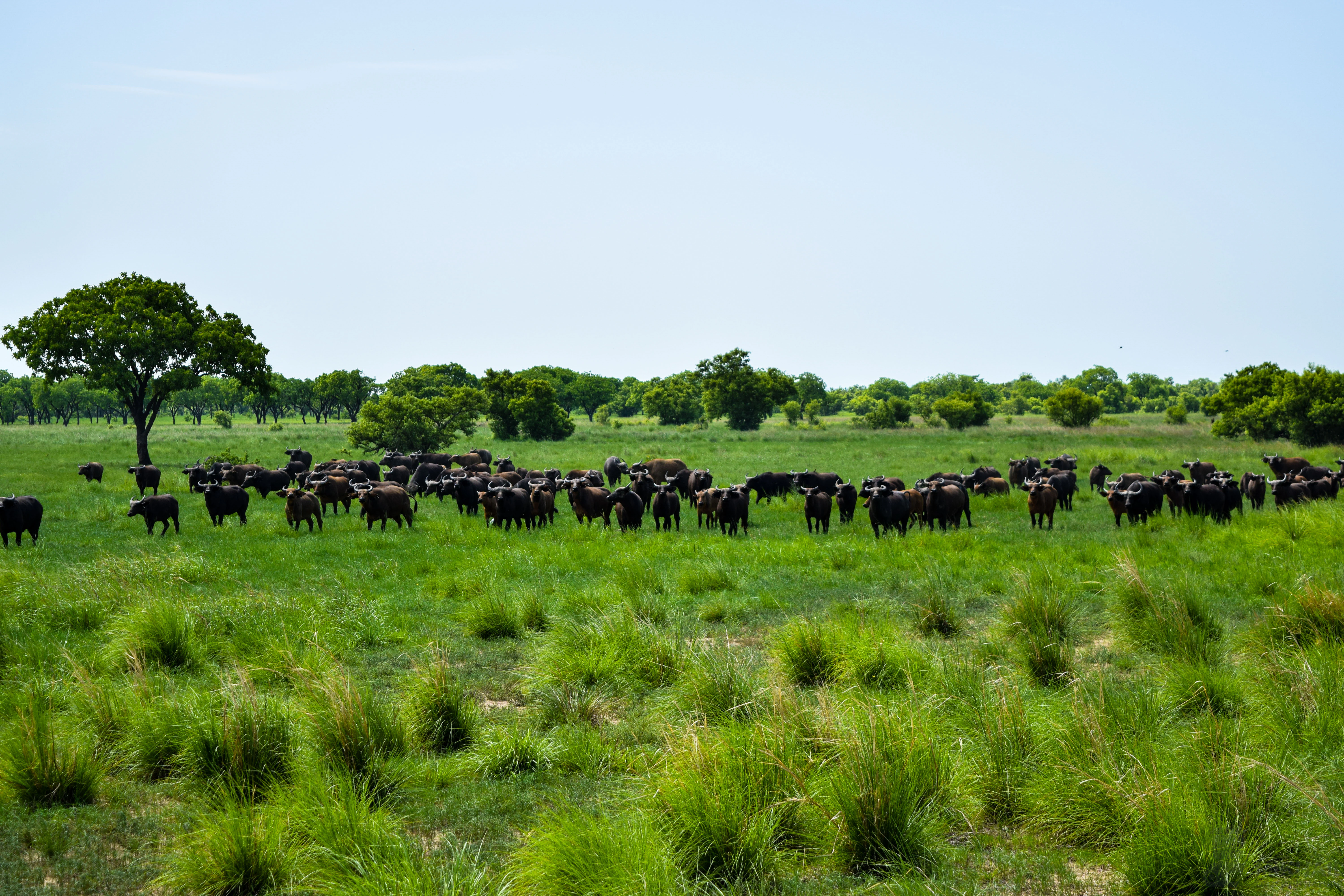 A large herd of dark-coated buffalo grazing across an open, green grassy plain dotted with shrubs and trees under a clear sky.