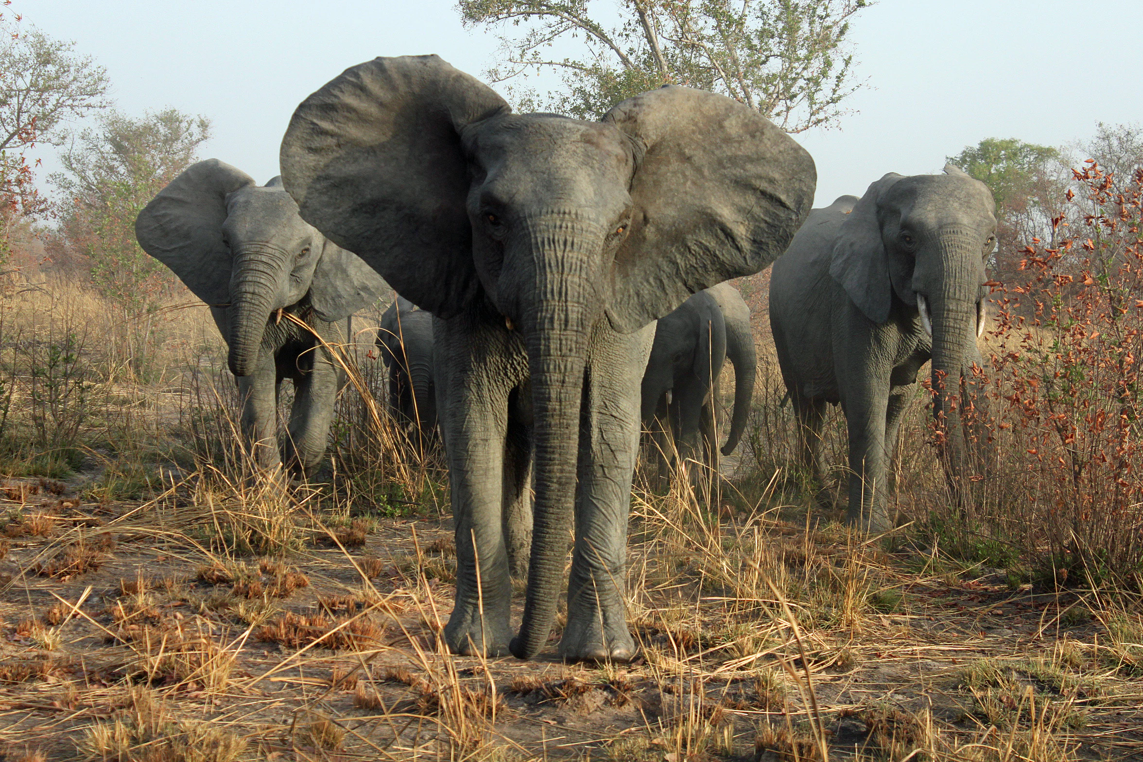 A group of African elephants standing in dry, grassy savanna terrain within a national park.
